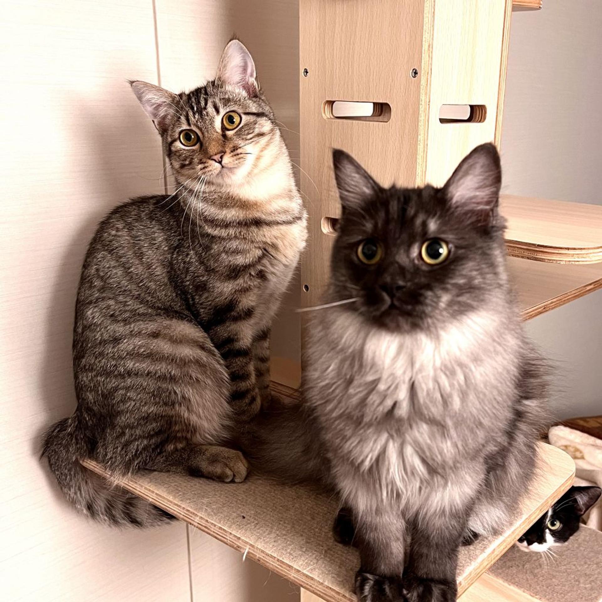 pet-image-8