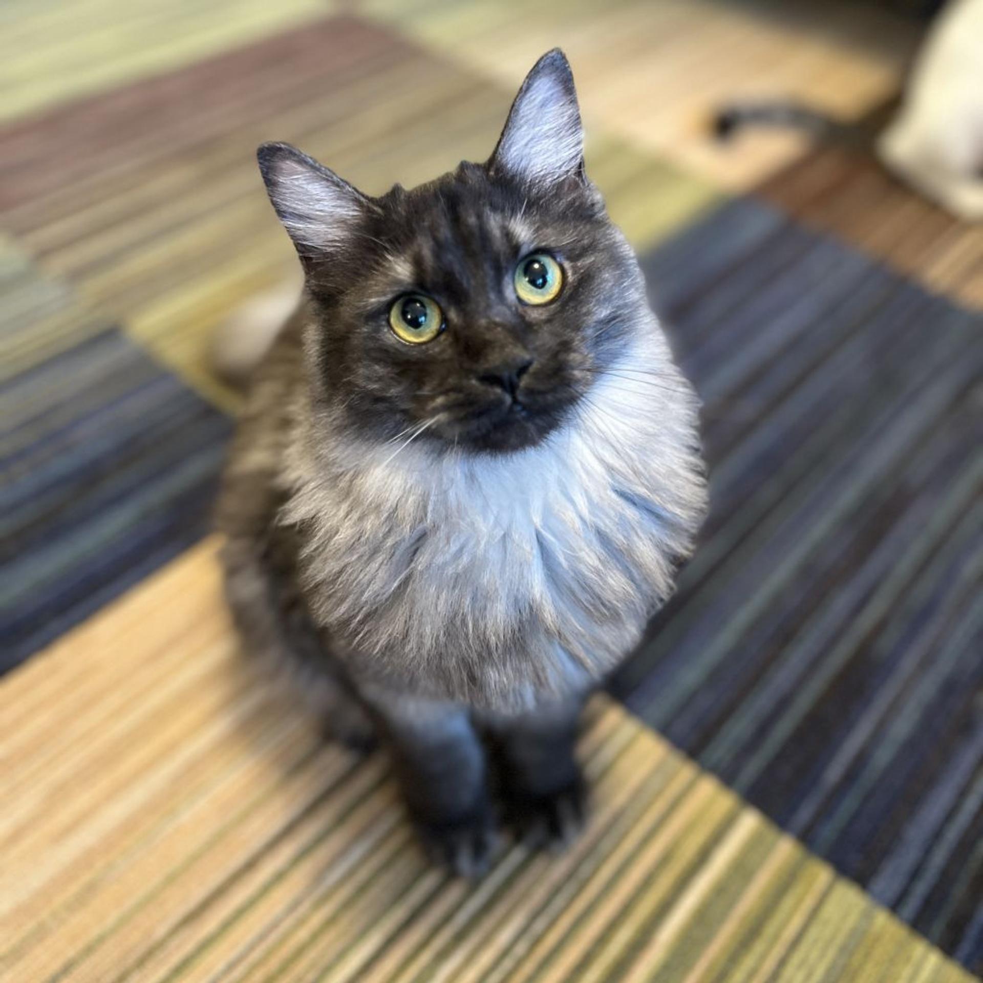 pet-image-2