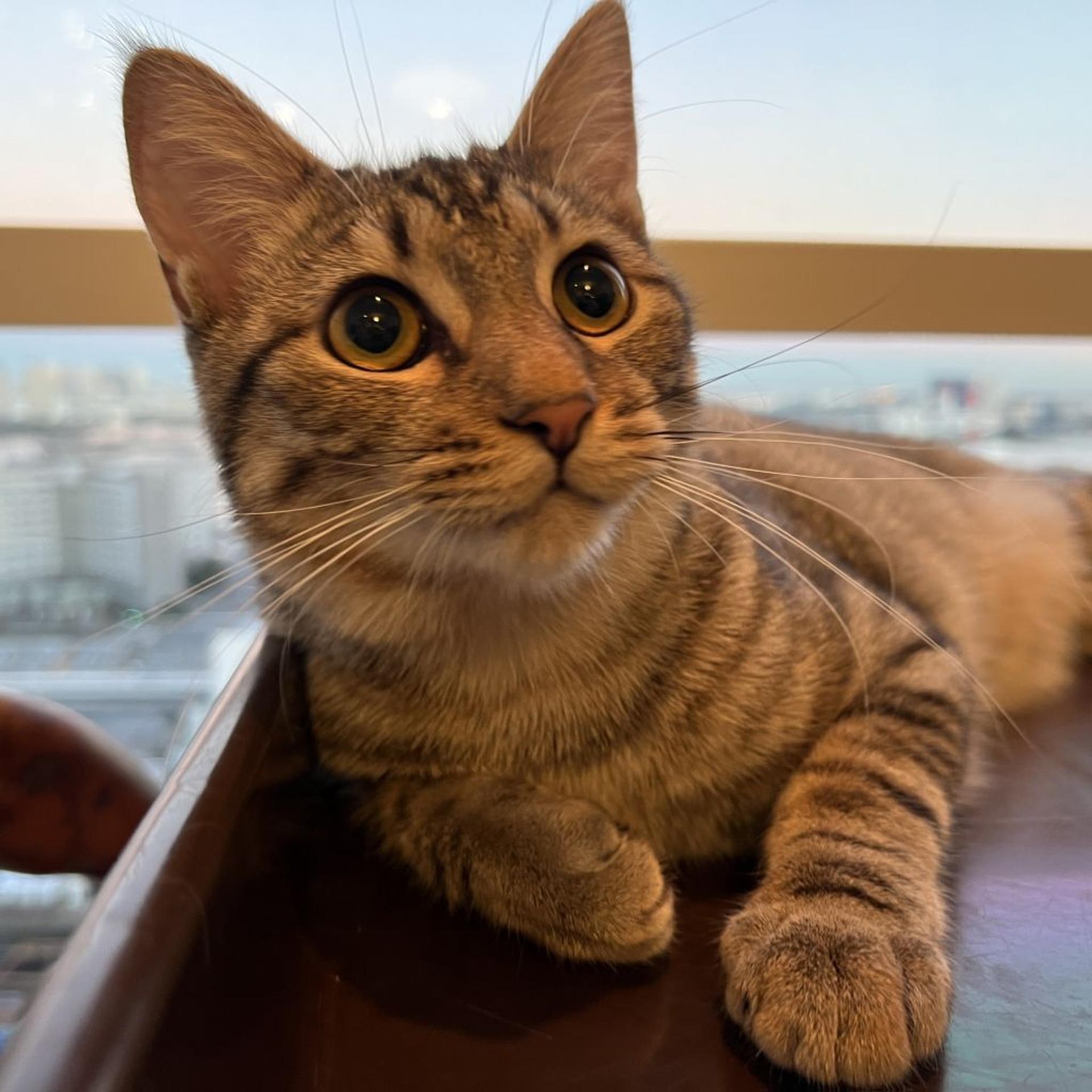 pet-image-5