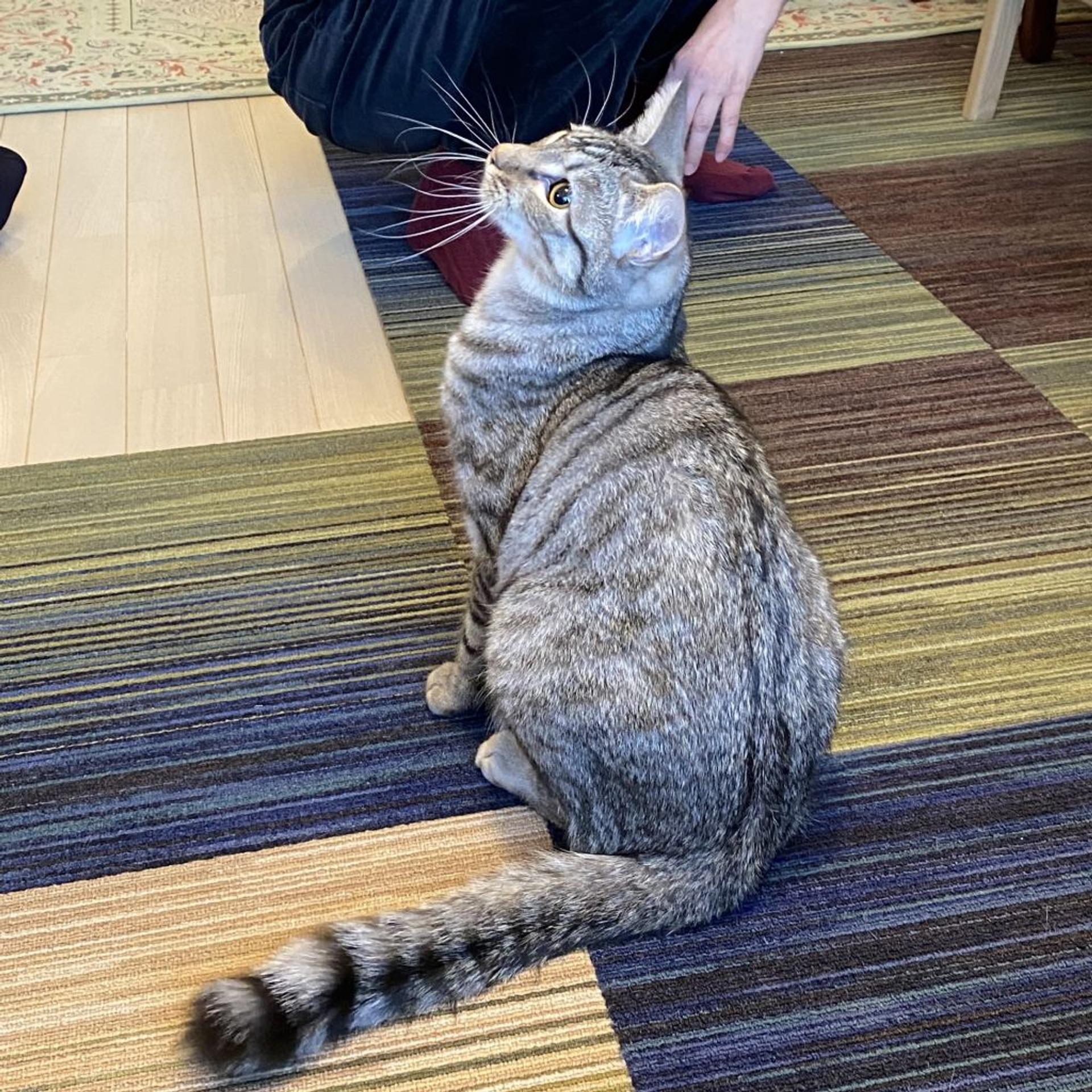 pet-image-7