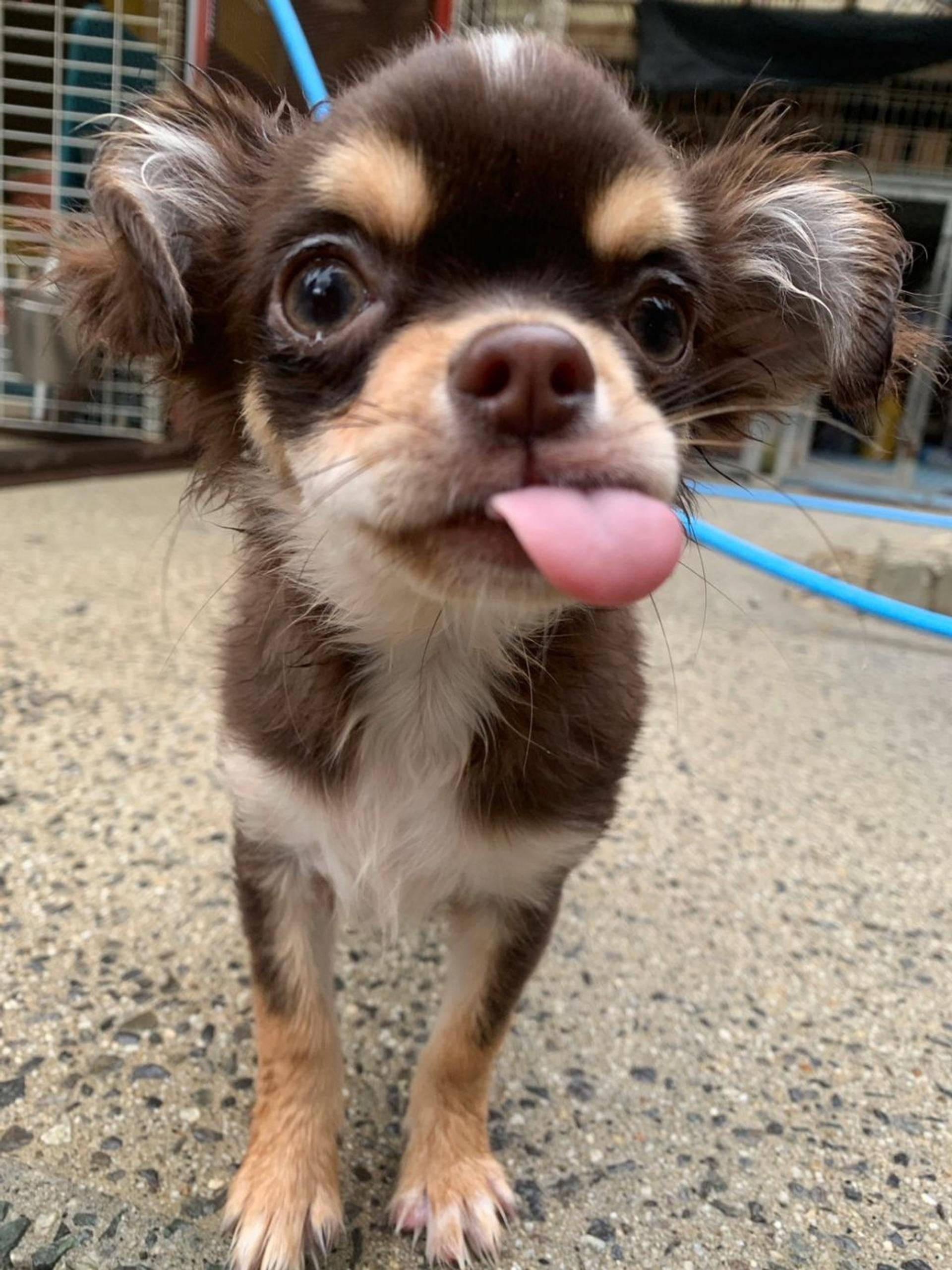 pet-image-3