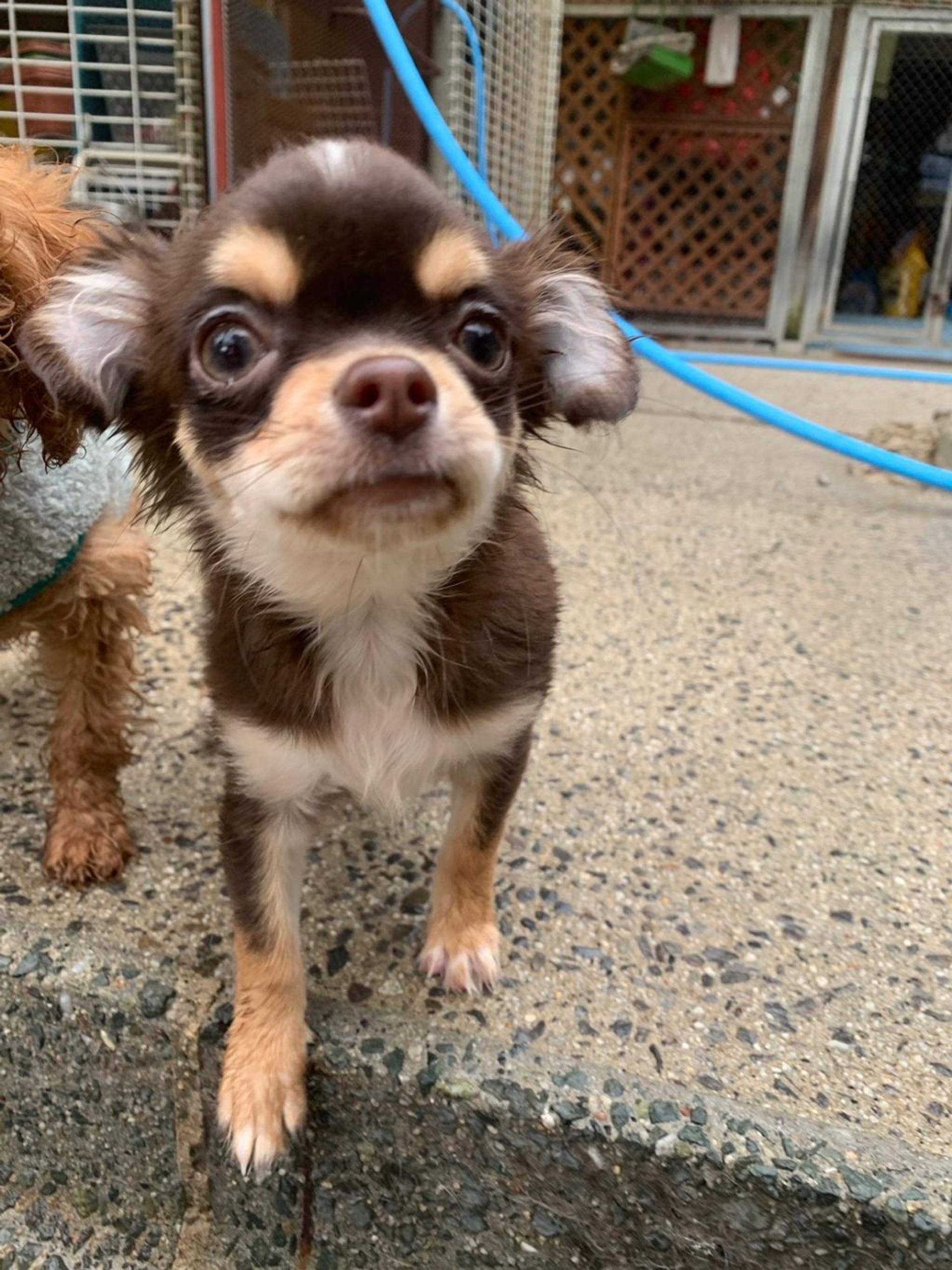 pet-image-4