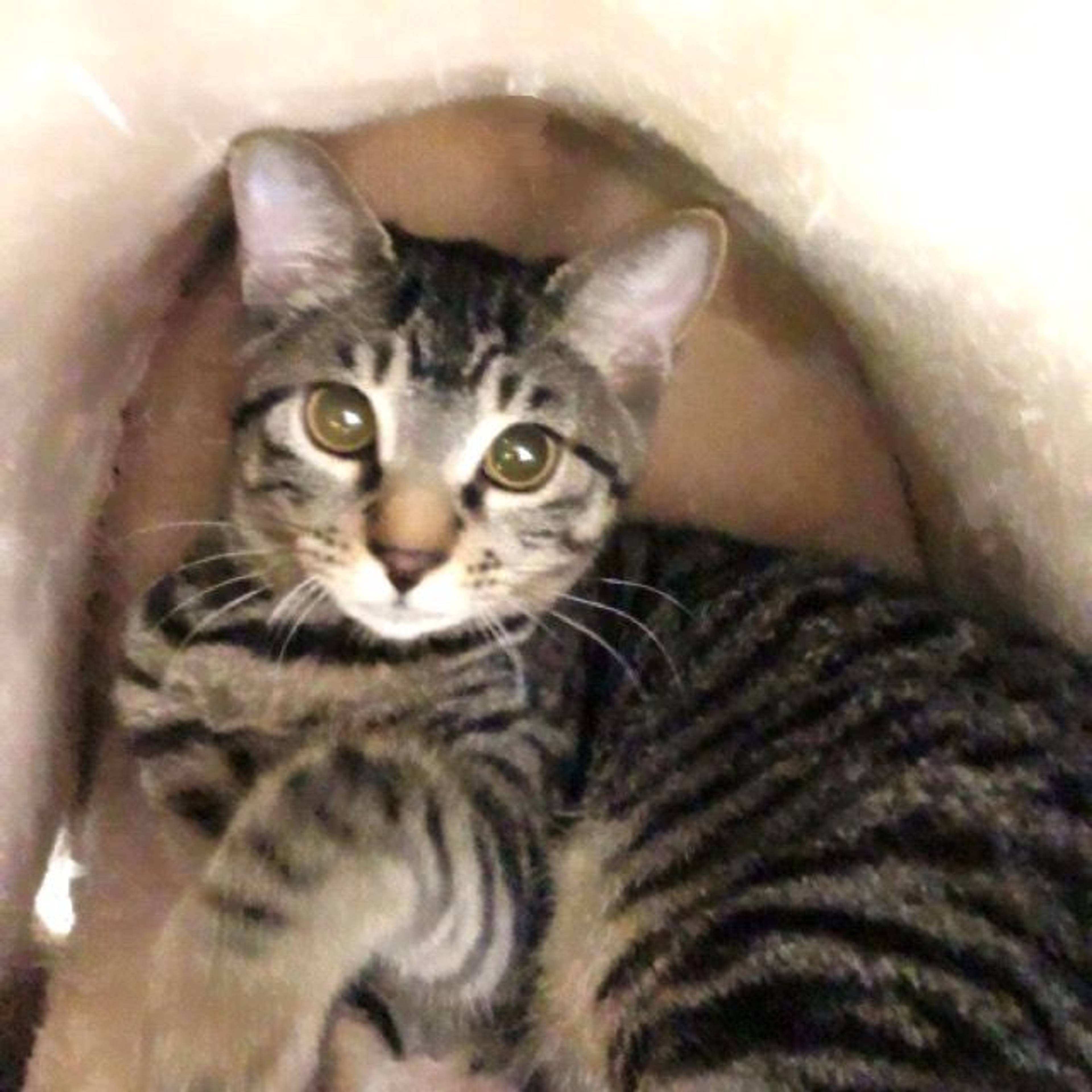 雑種（ミックス猫）・メスの里親募集の写真