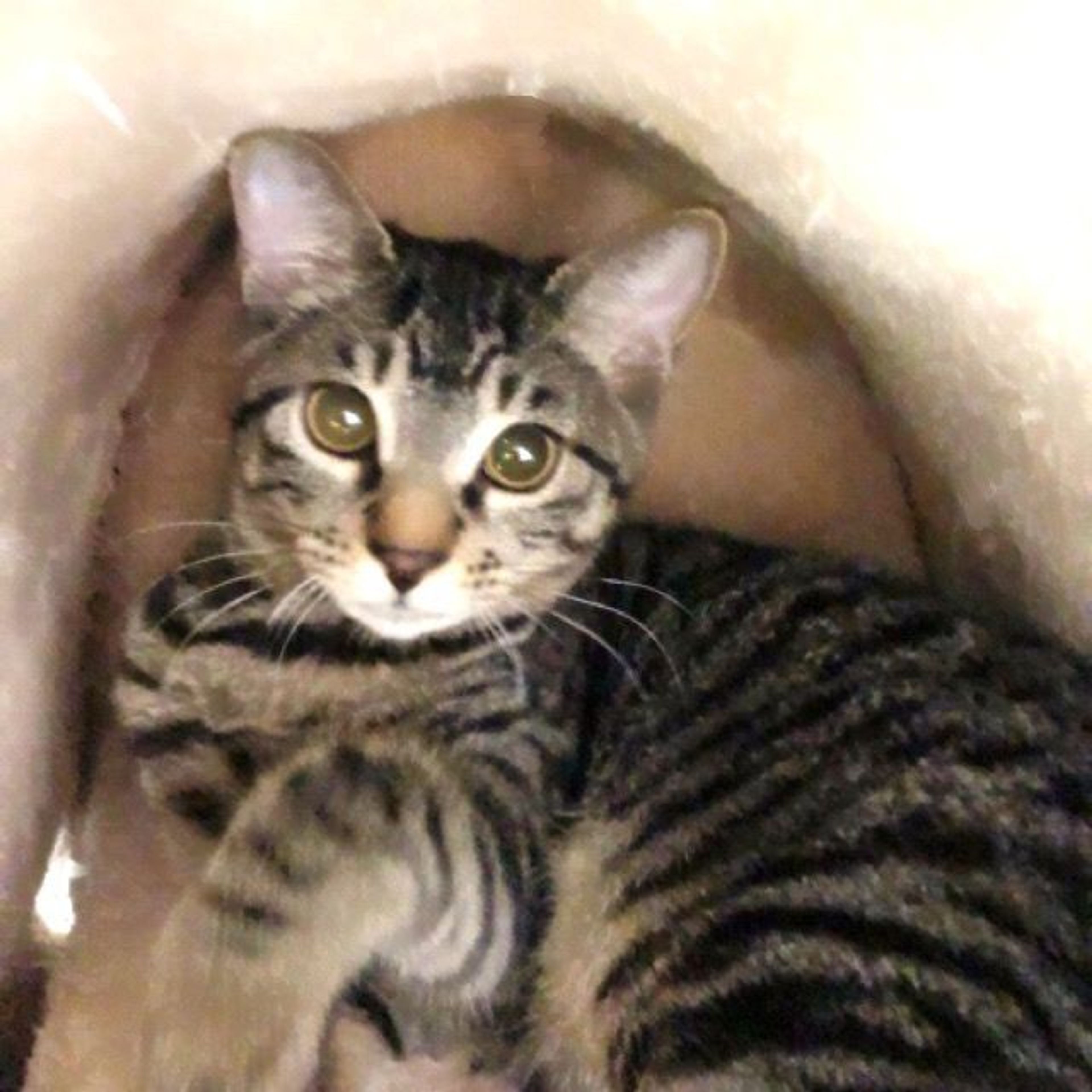 雑種（ミックス猫）・メスの里親募集の写真