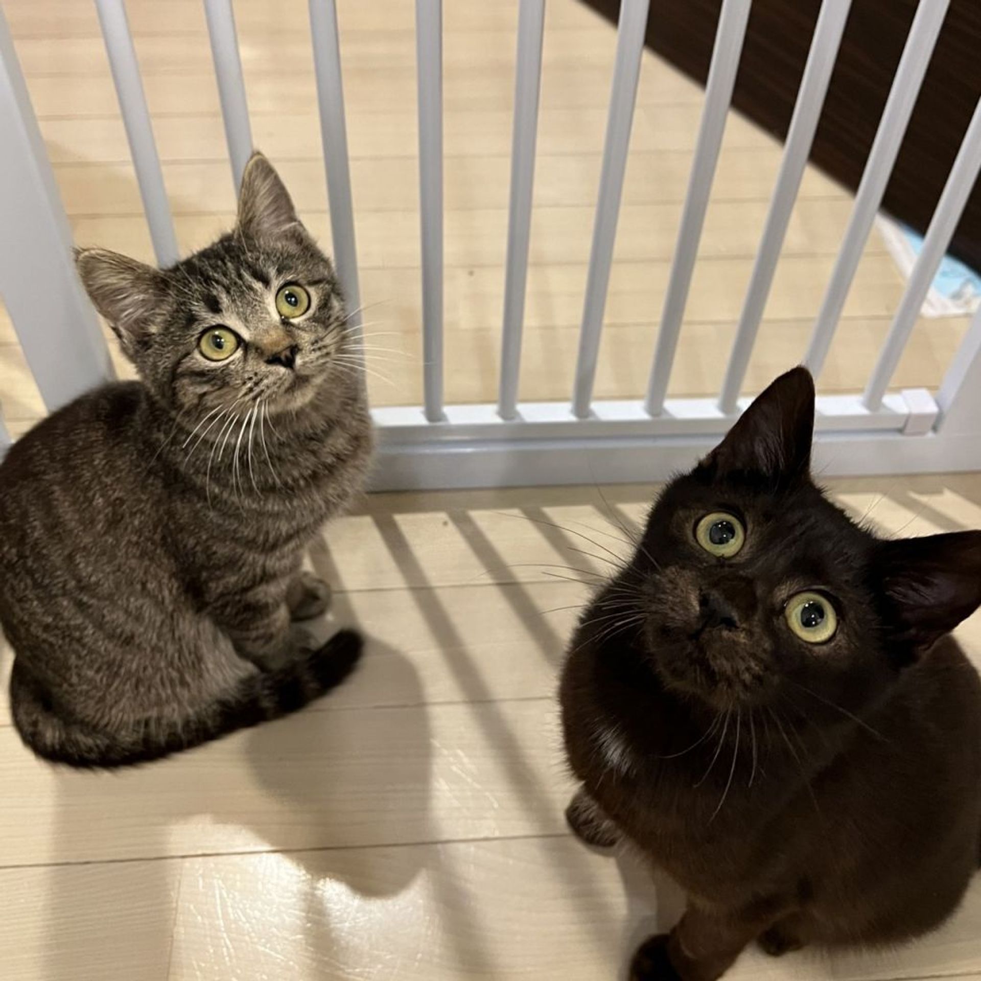 雑種（ミックス猫）・メスの里親募集の写真