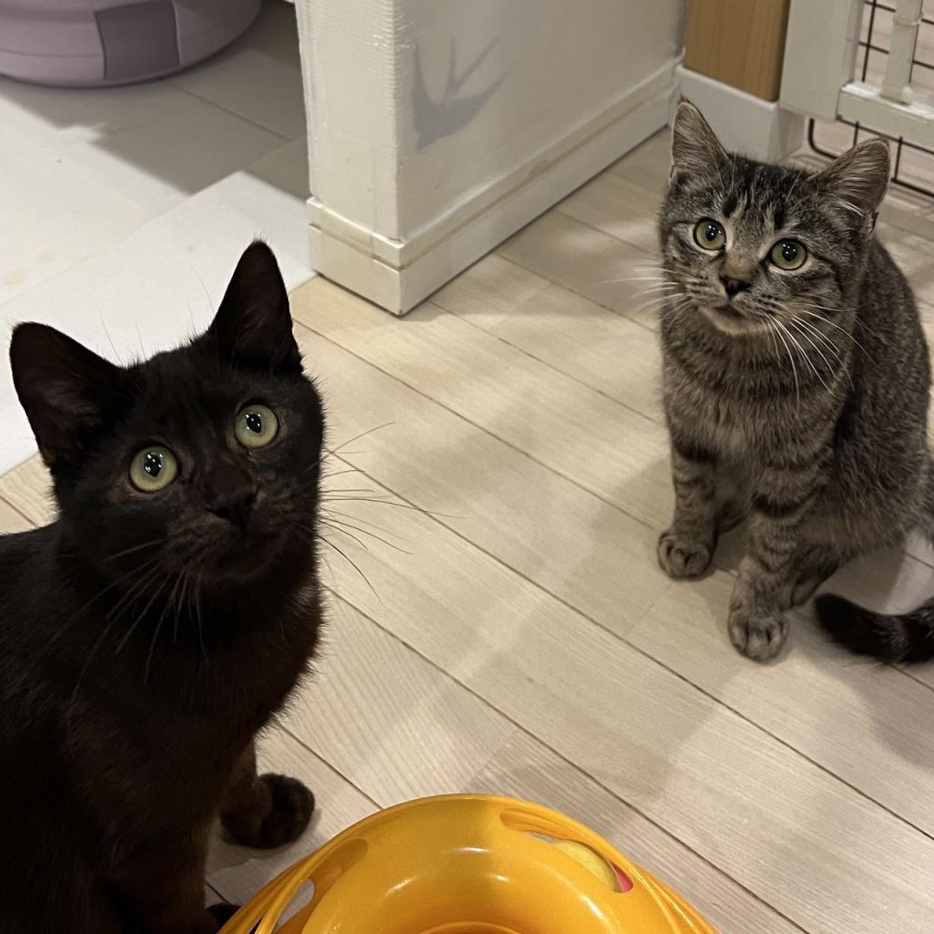 pet-image-2