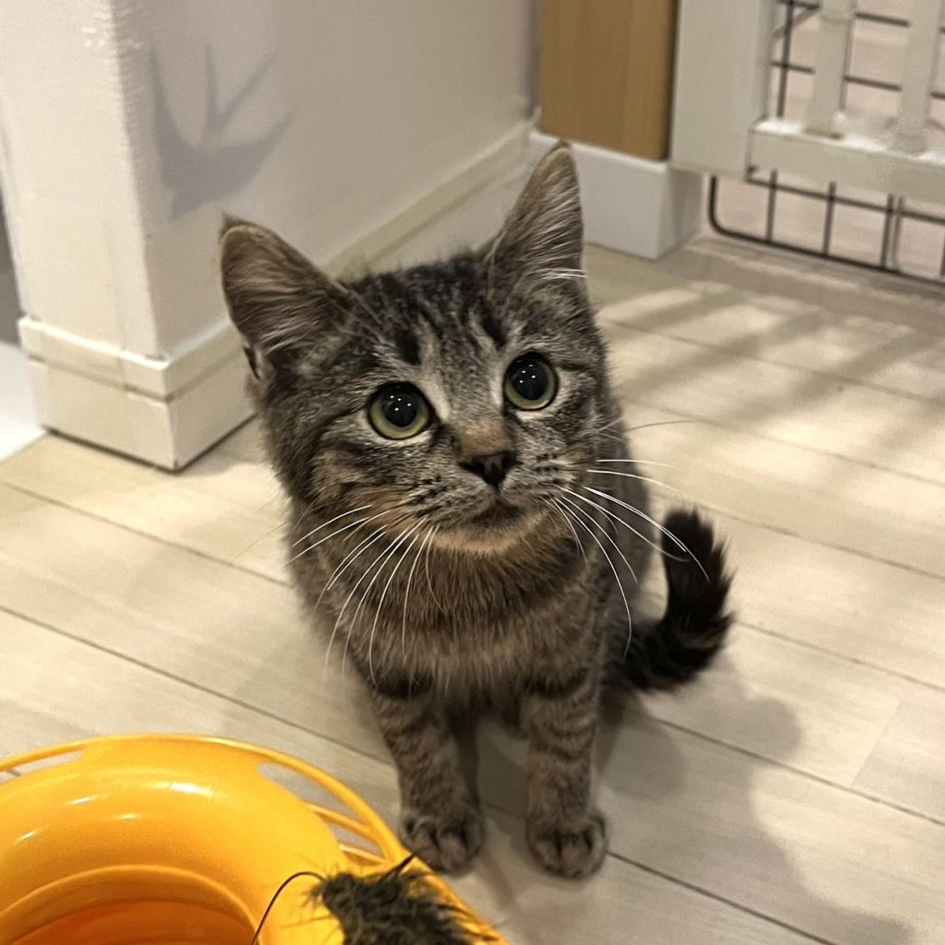 pet-image-3