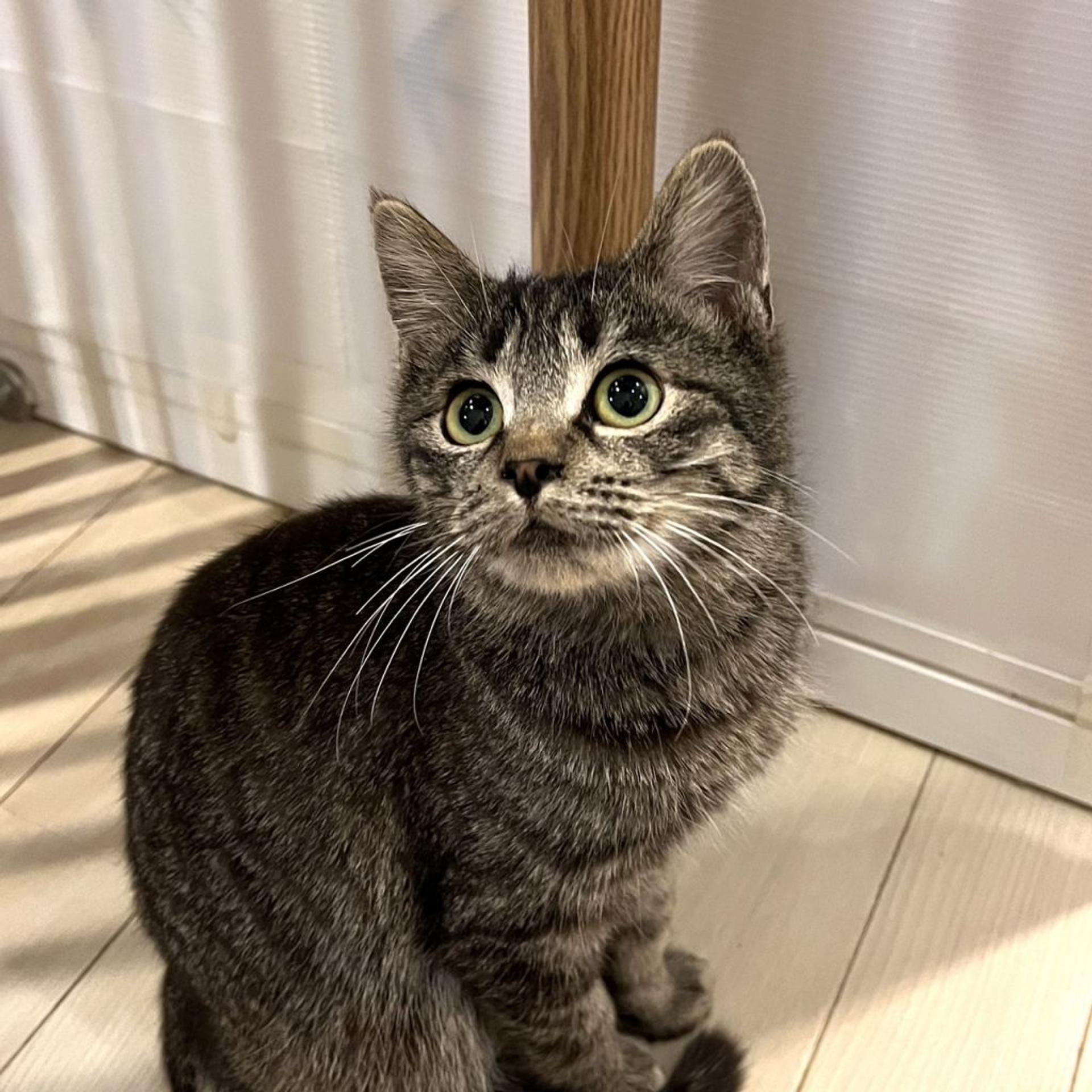 pet-image-7