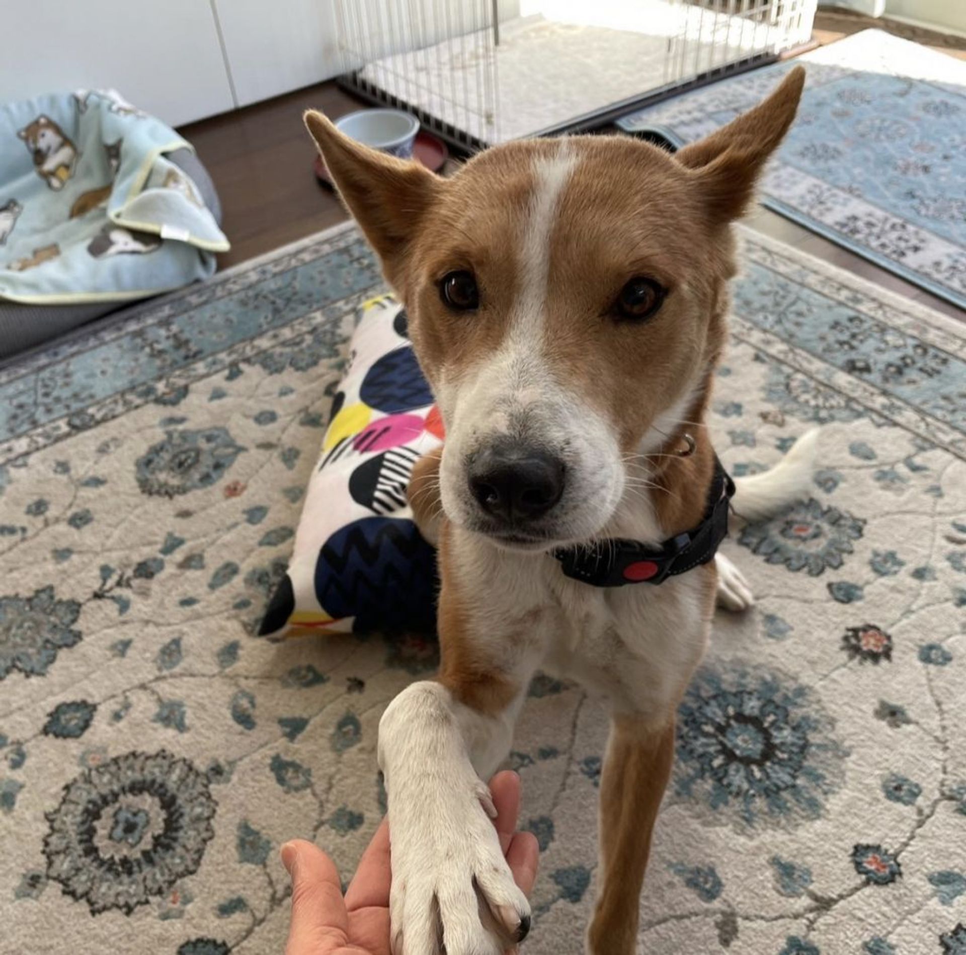 雑種（ミックス犬）・メスの里親募集の写真