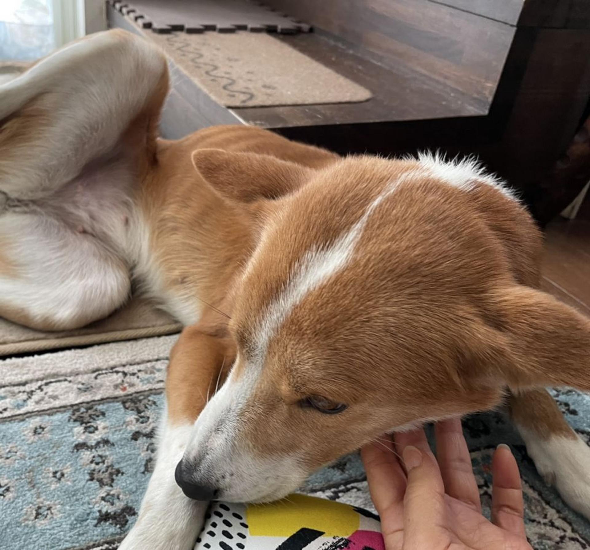 pet-image-2