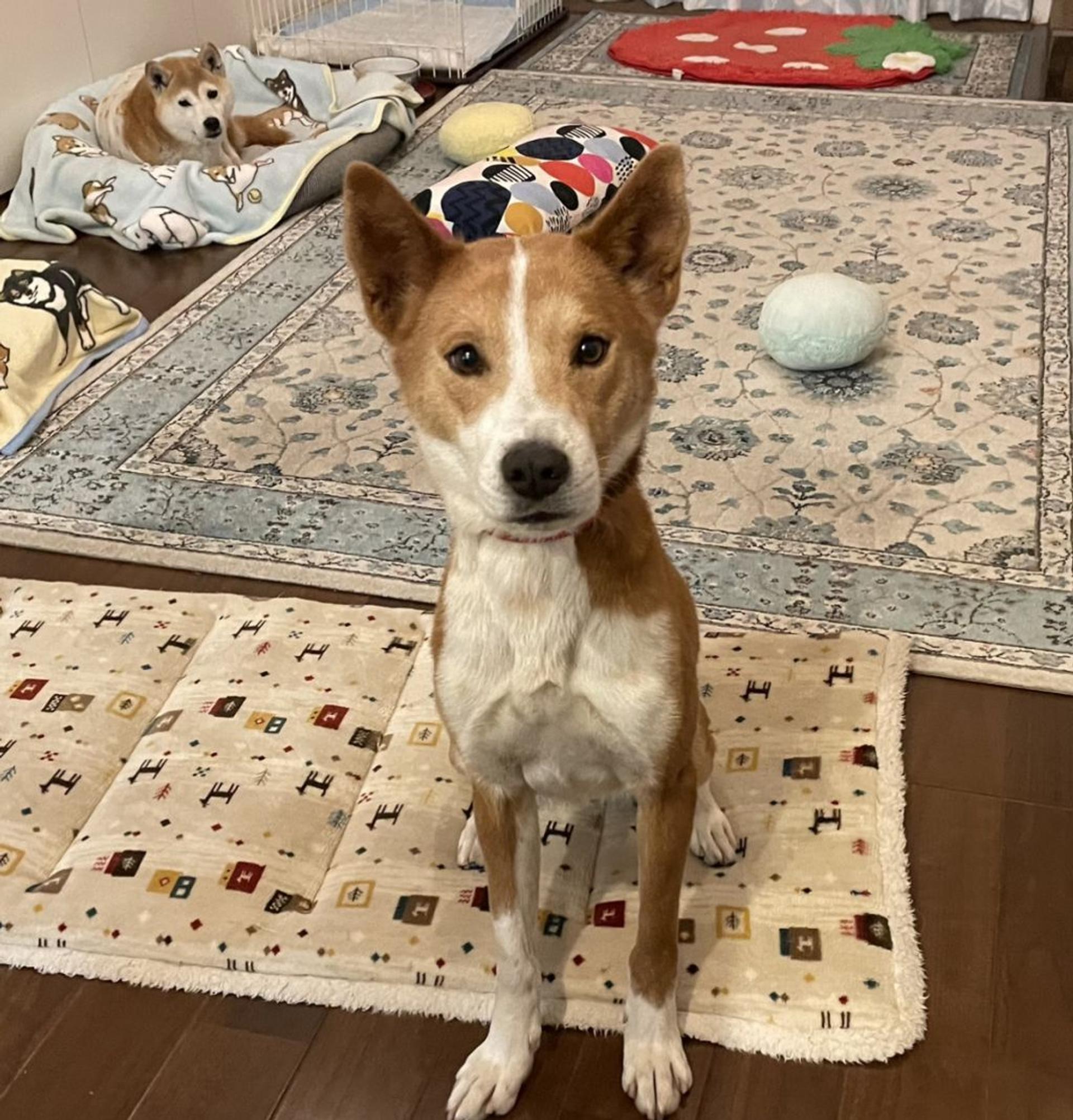 pet-image-3