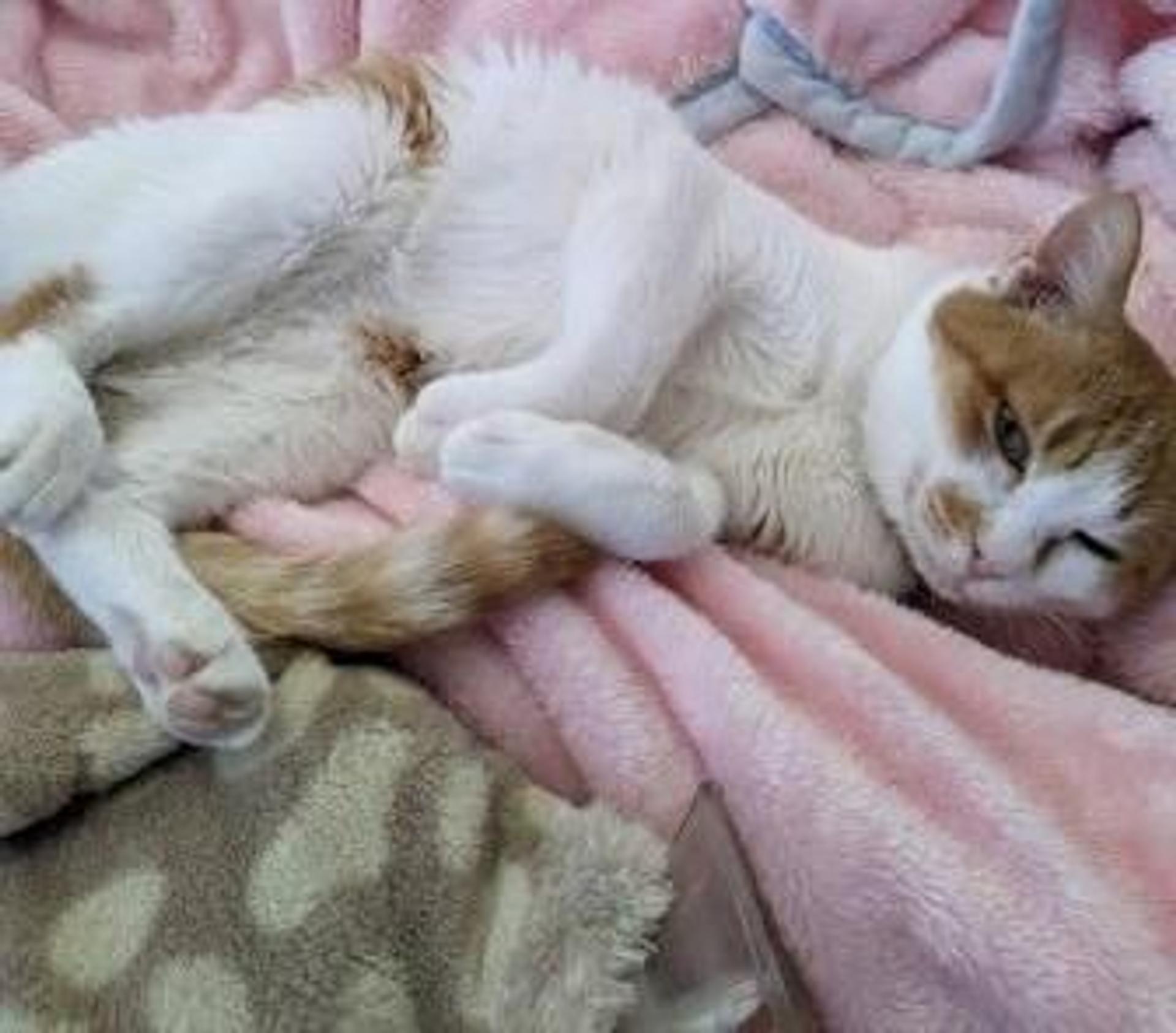 pet-image-2
