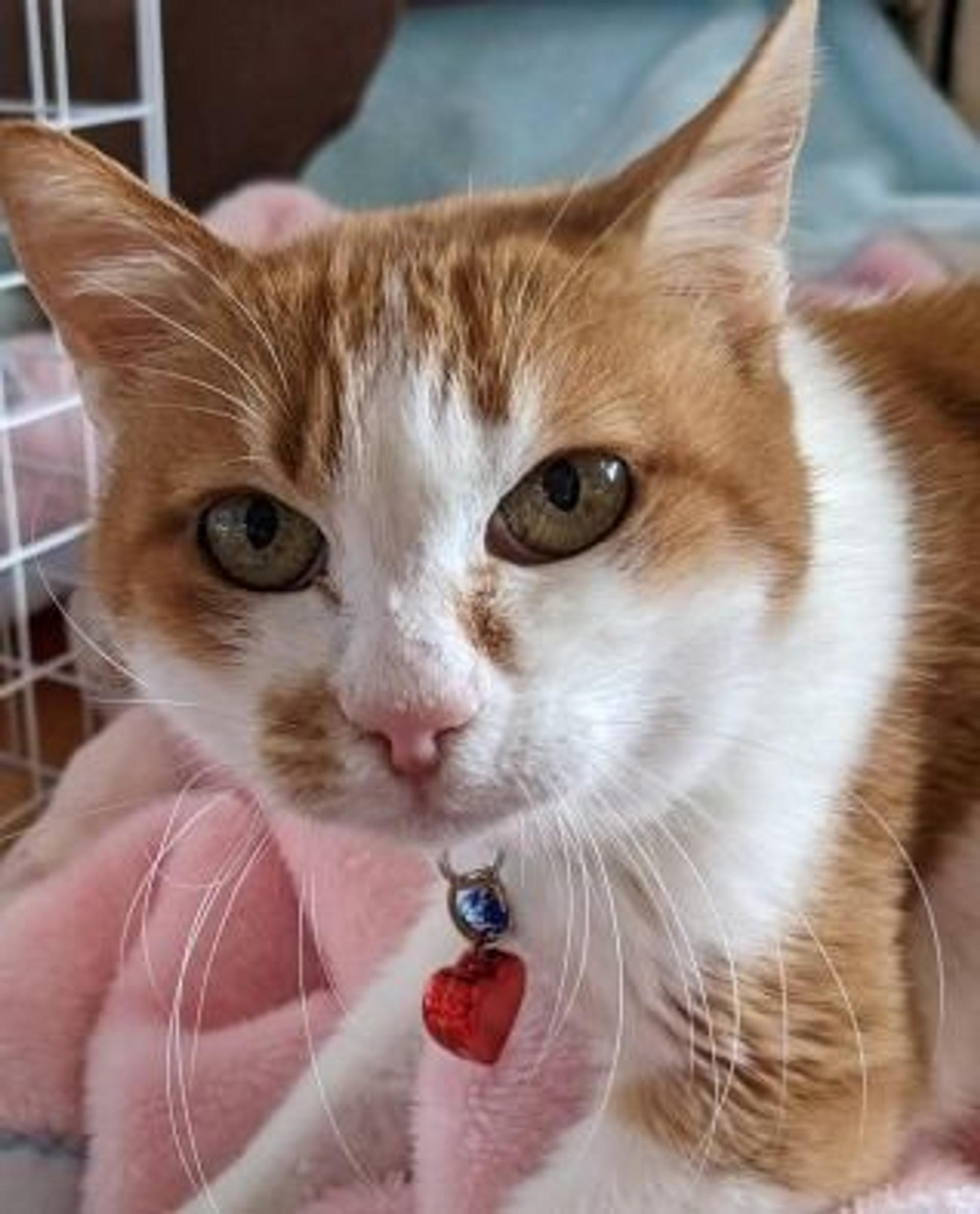 pet-image-5