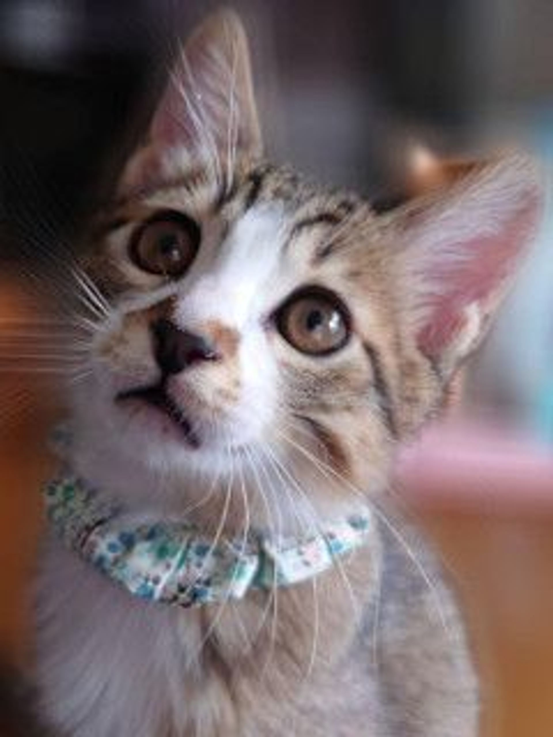 雑種（ミックス猫）・オスの里親募集の写真