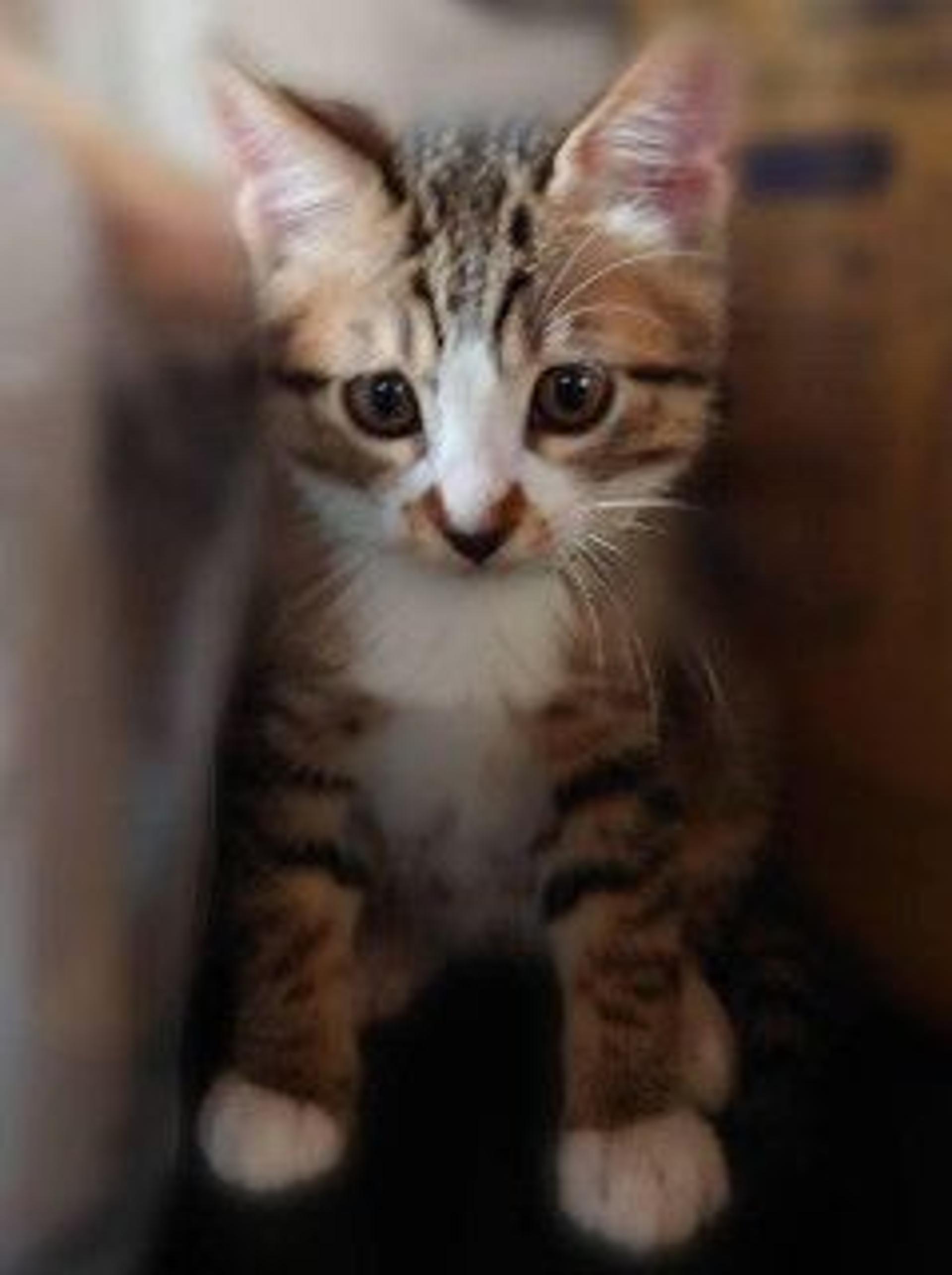 pet-image-7