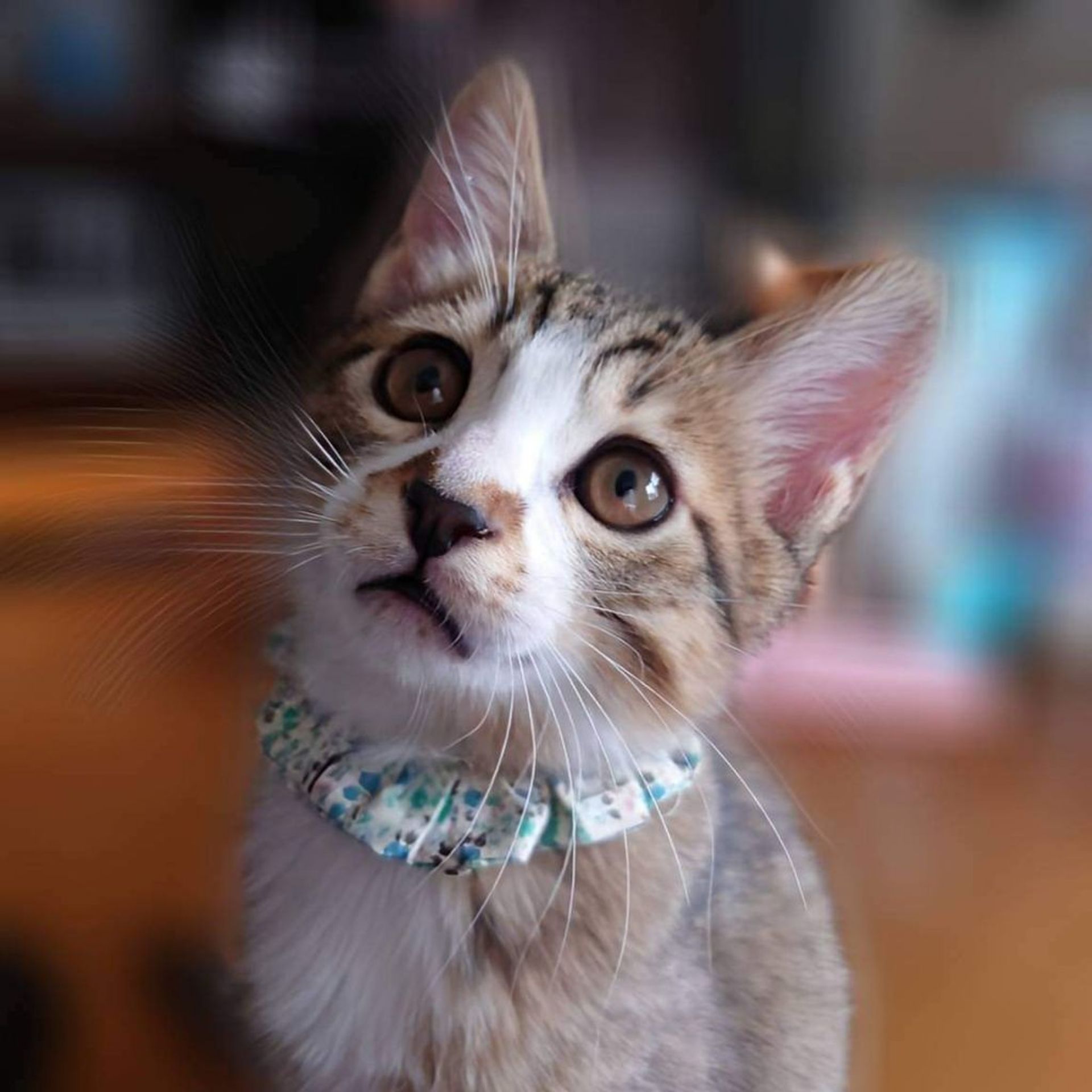 雑種（ミックス猫）・オスの里親募集の写真