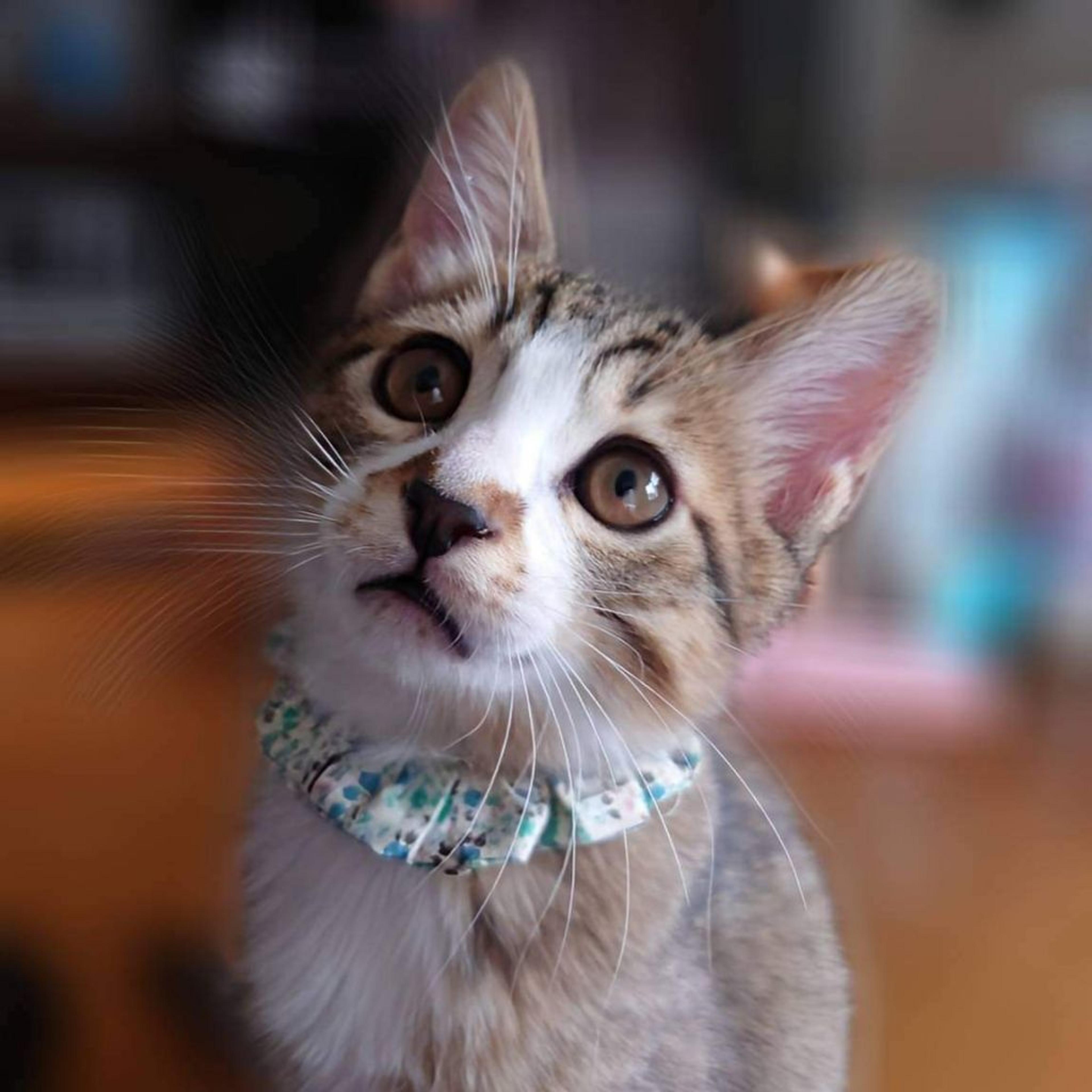 pet-image-2