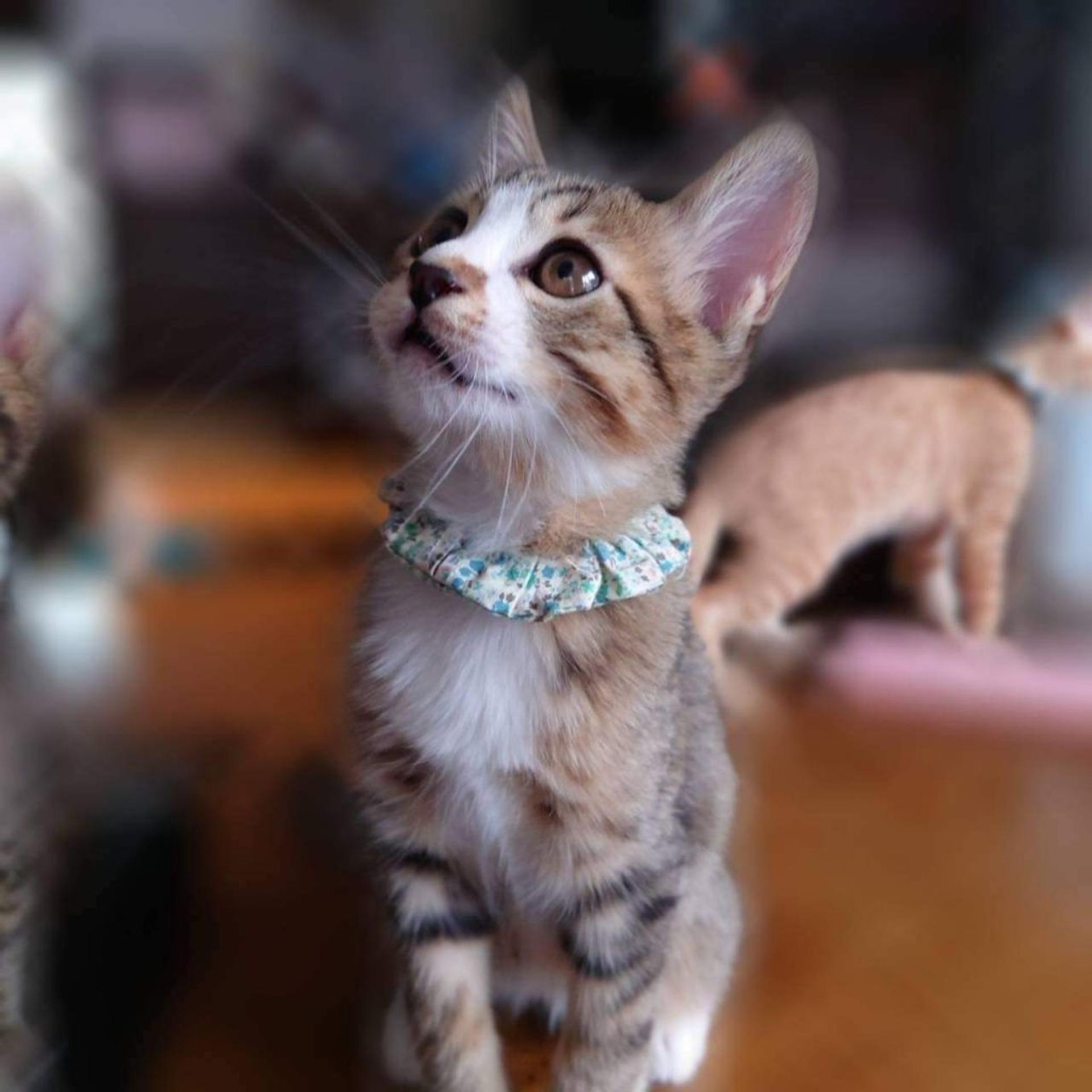 pet-image-4