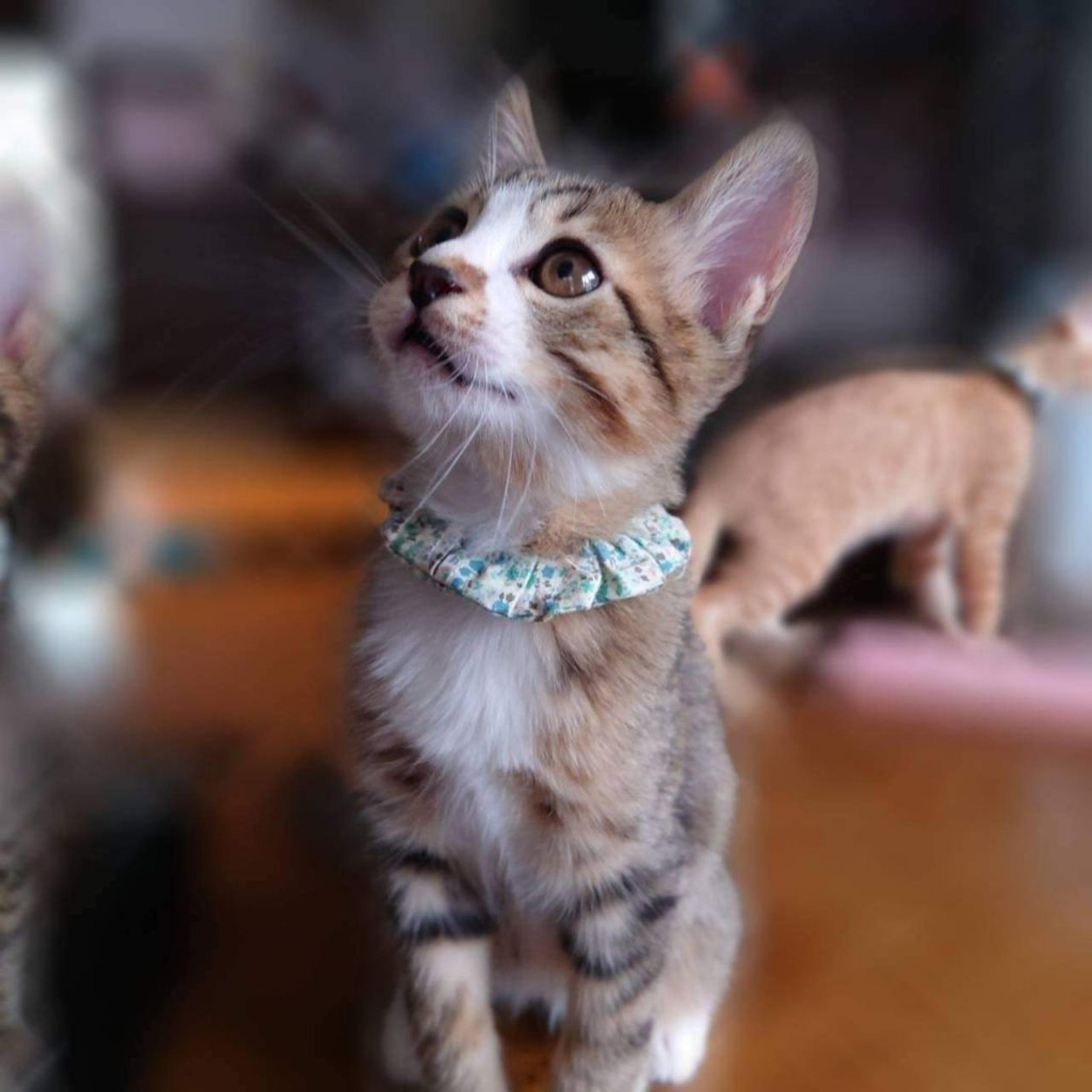 pet-image-4
