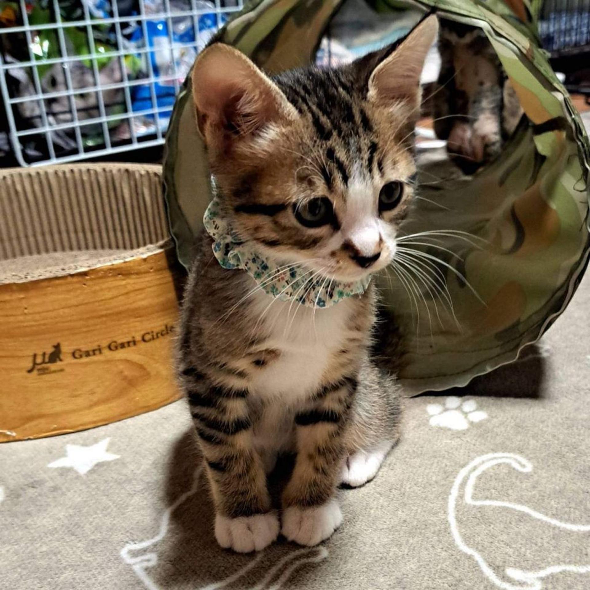 pet-image-6