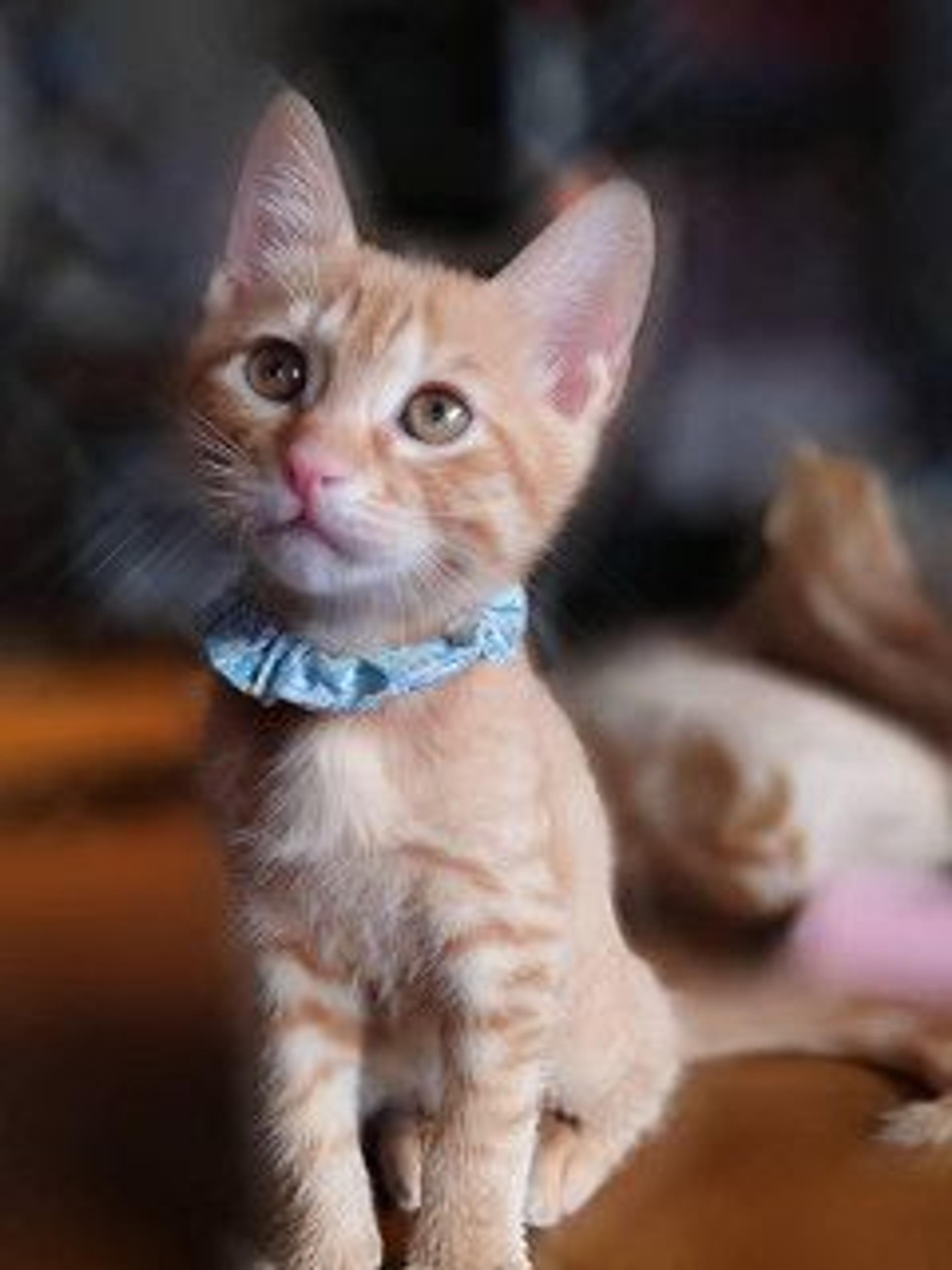 pet-image-6