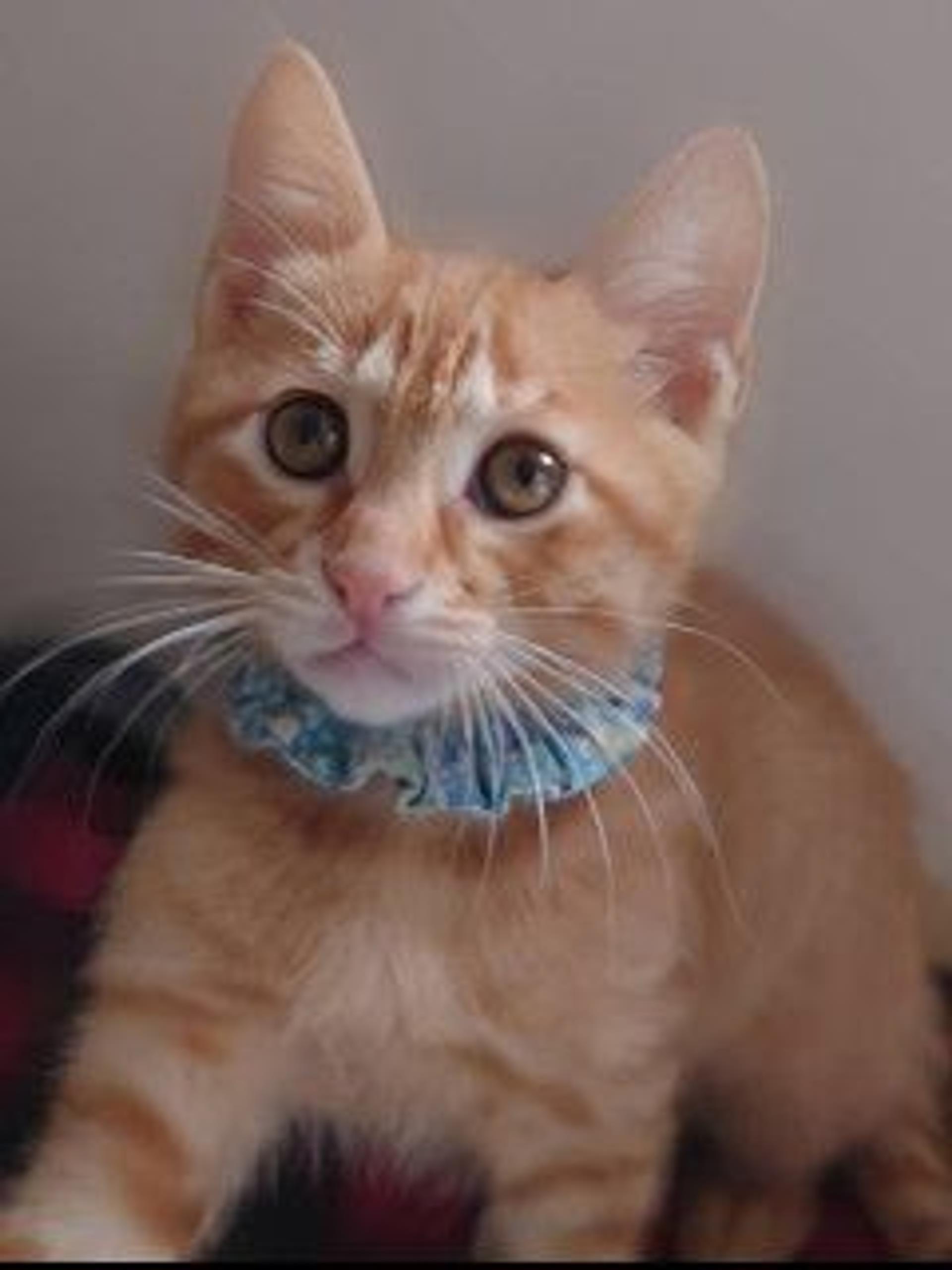 pet-image-9