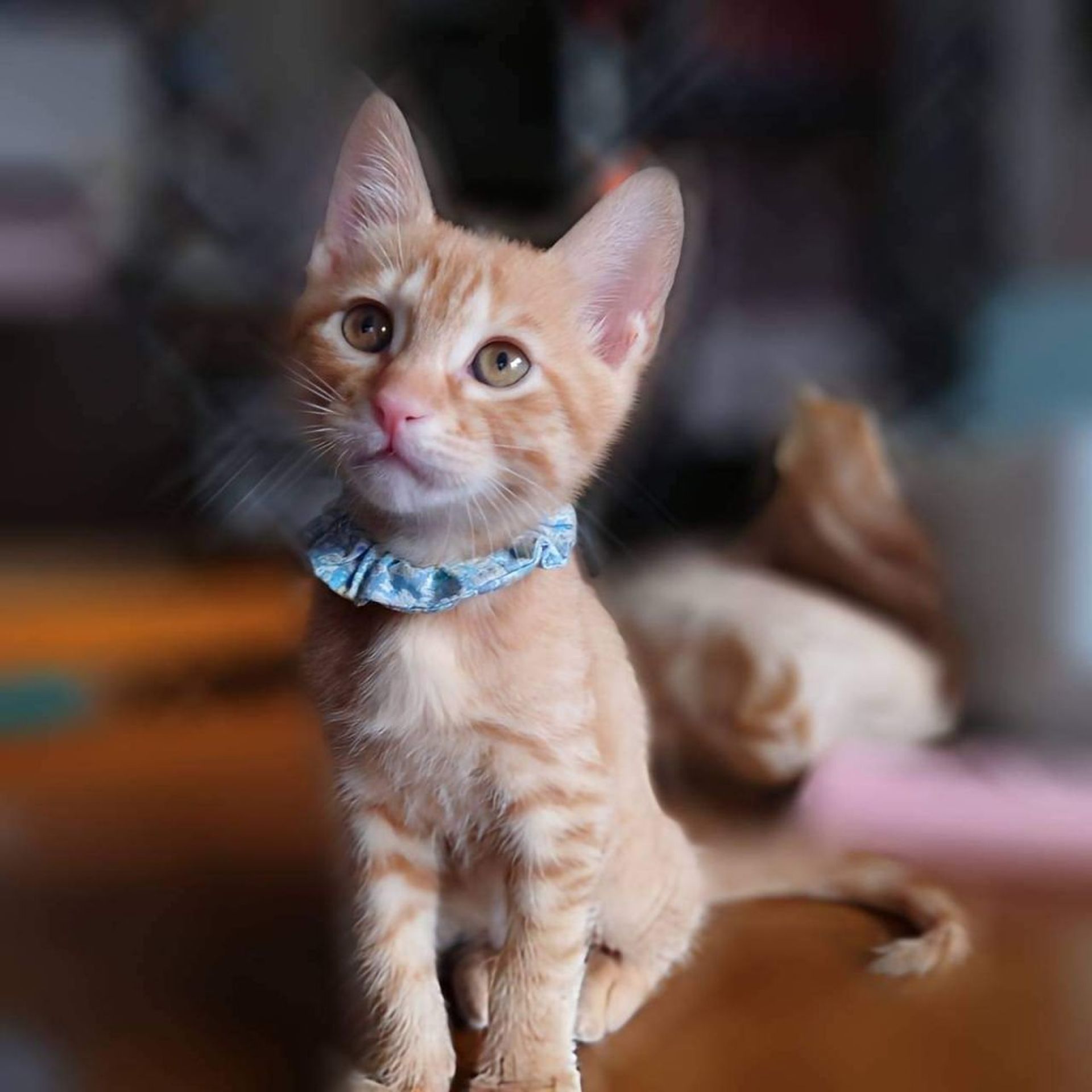 雑種（ミックス猫）・オスの里親募集の写真