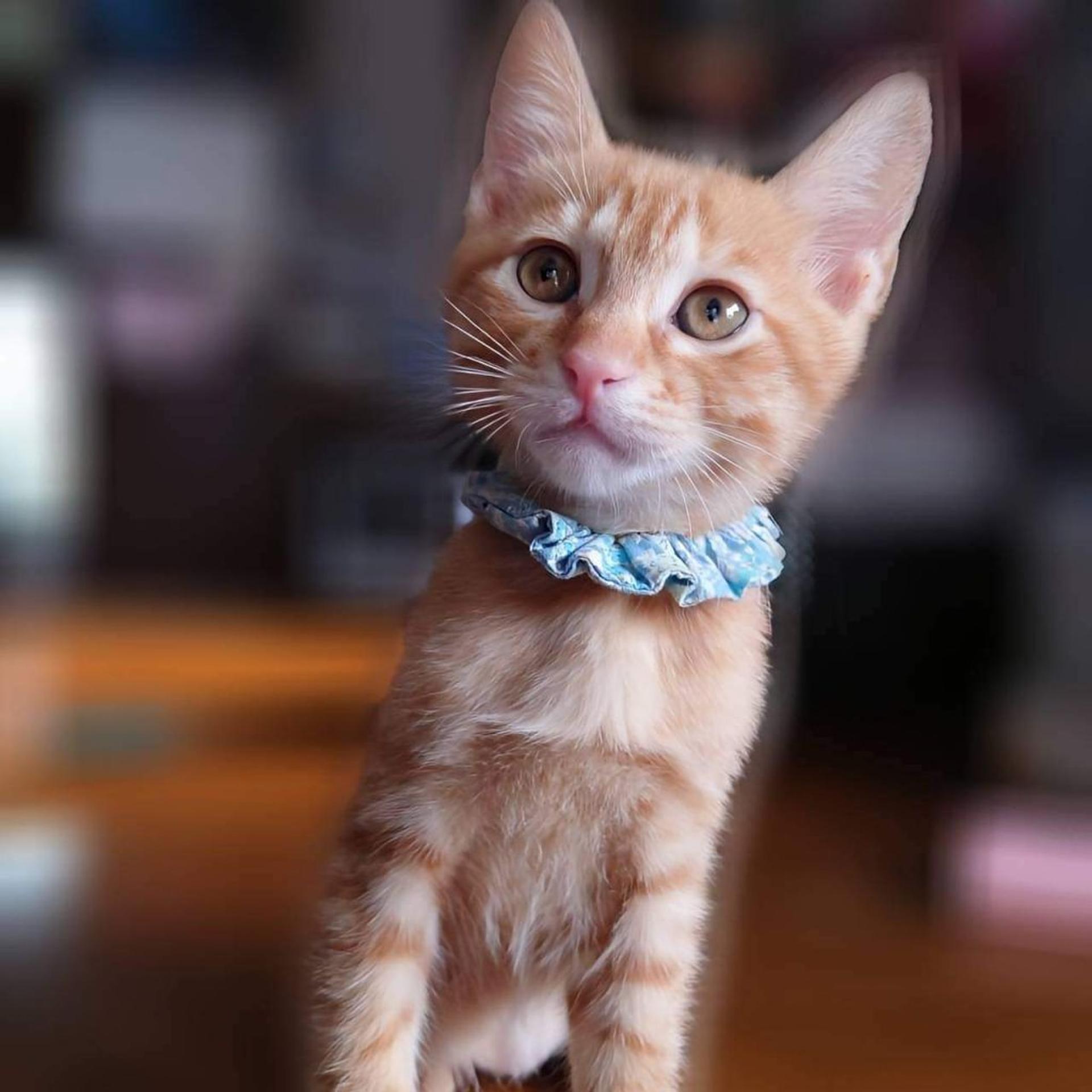 pet-image-4