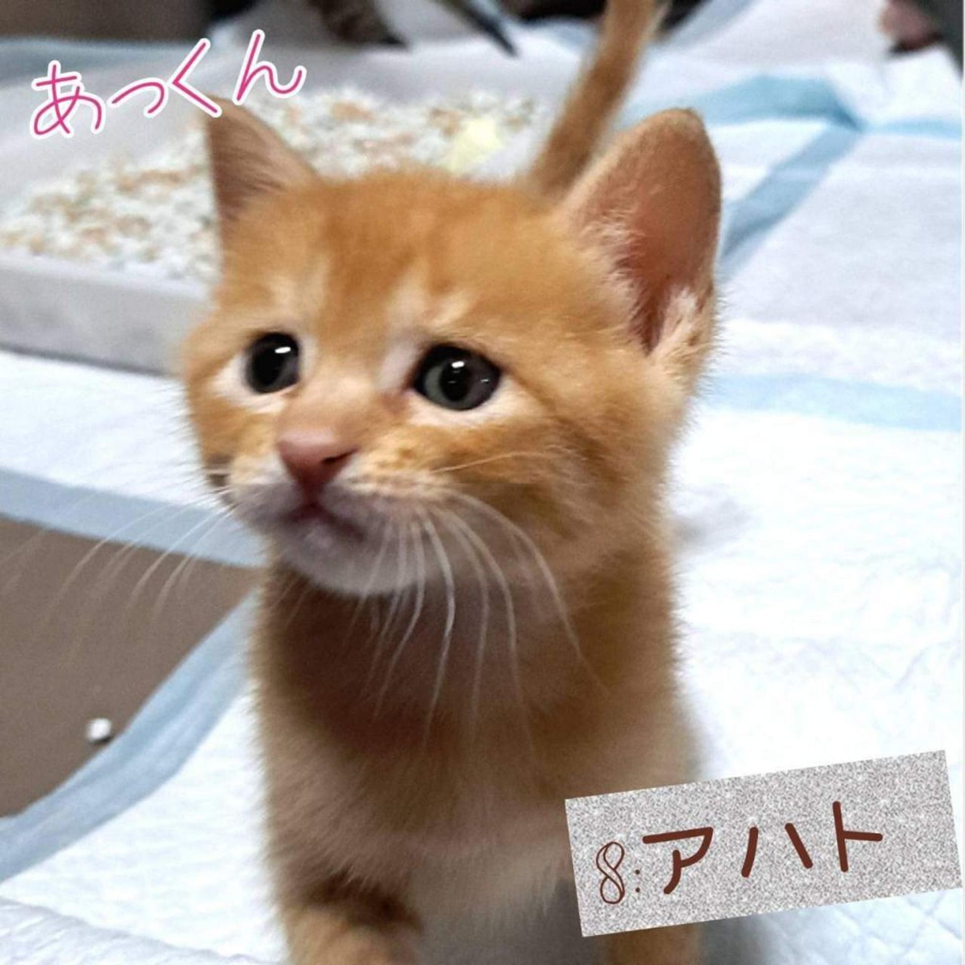 pet-image-7