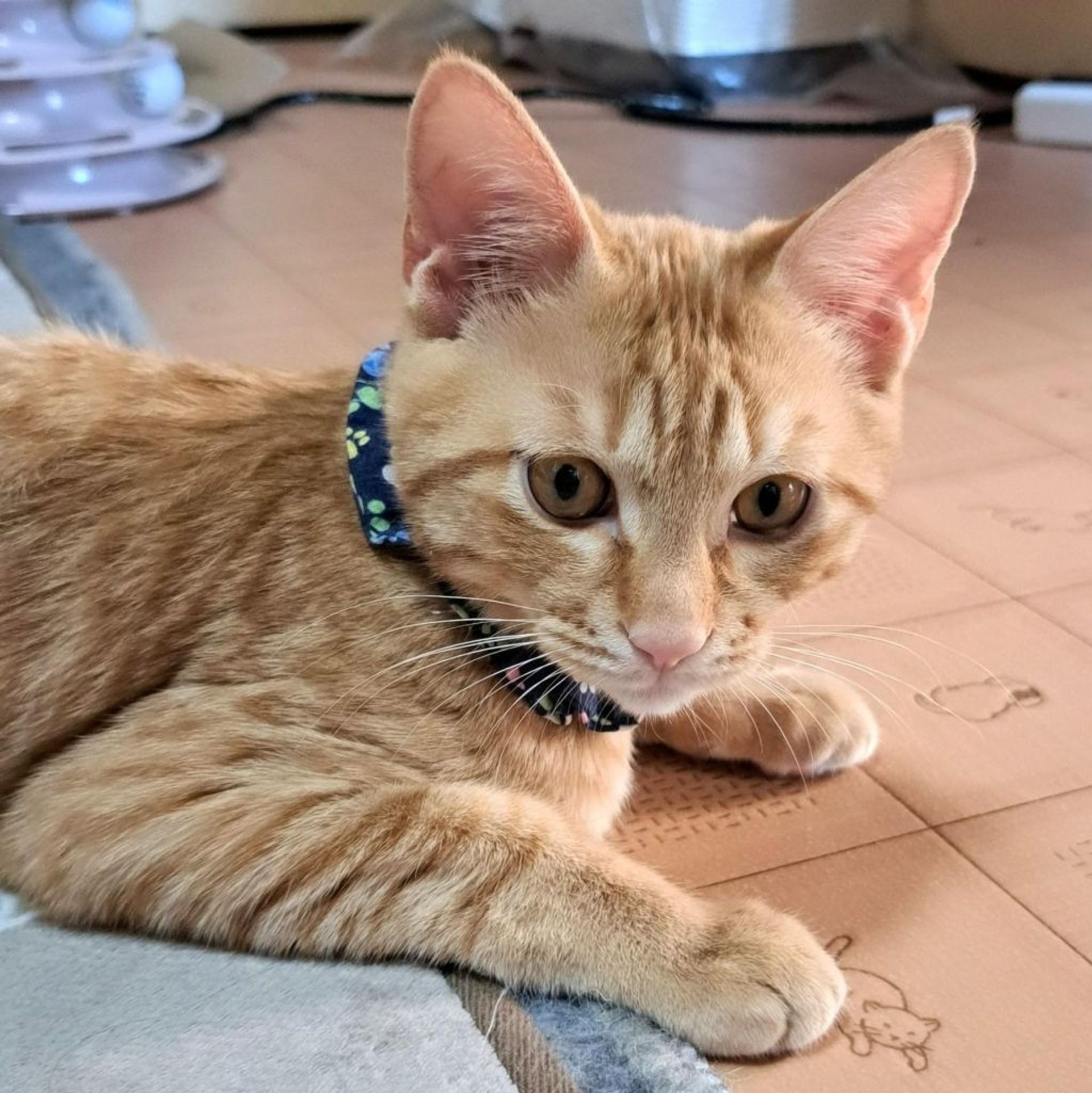 雑種（ミックス猫）・オスの里親募集の写真