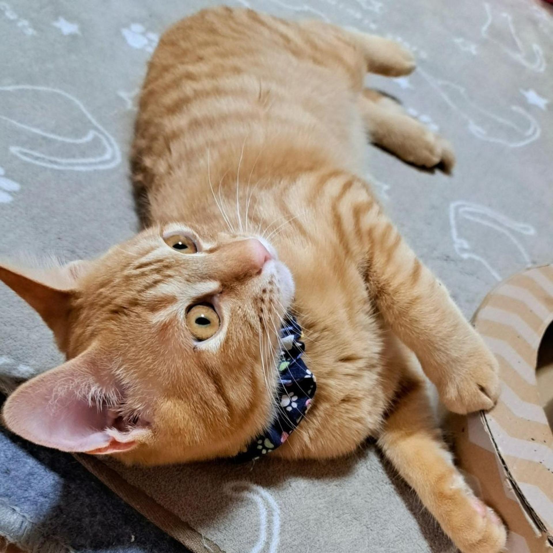 pet-image-3