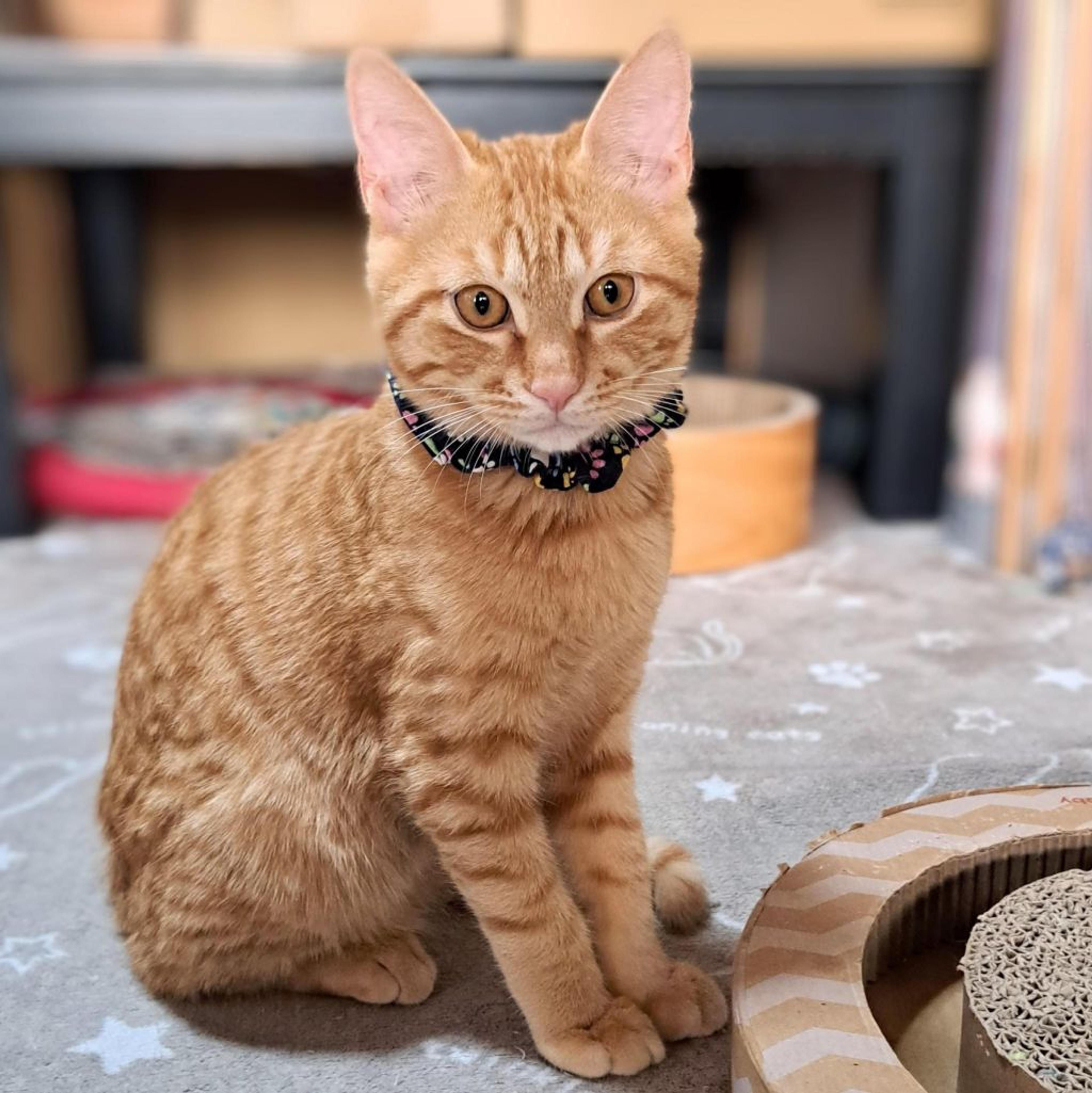pet-image-5