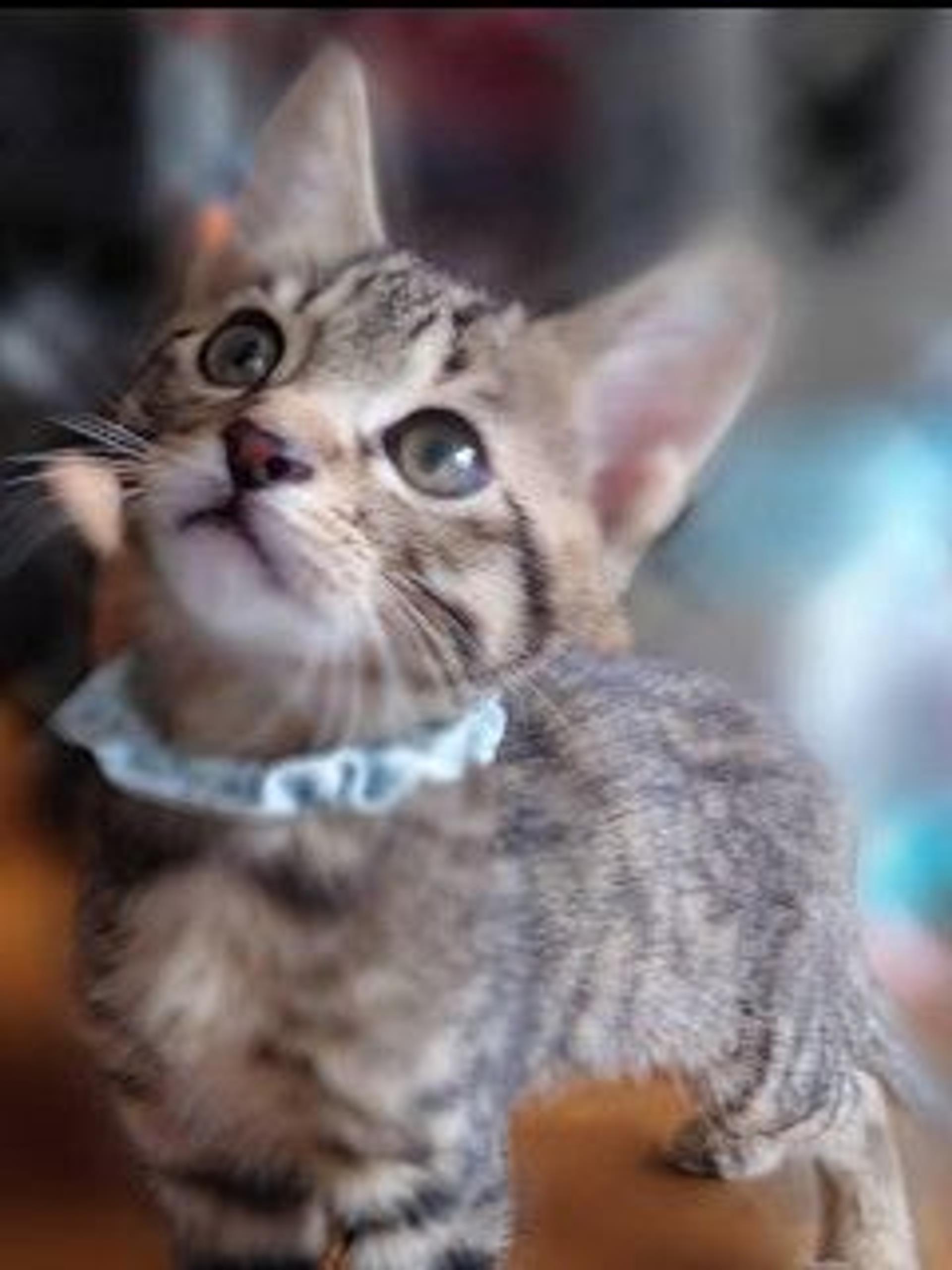pet-image-8