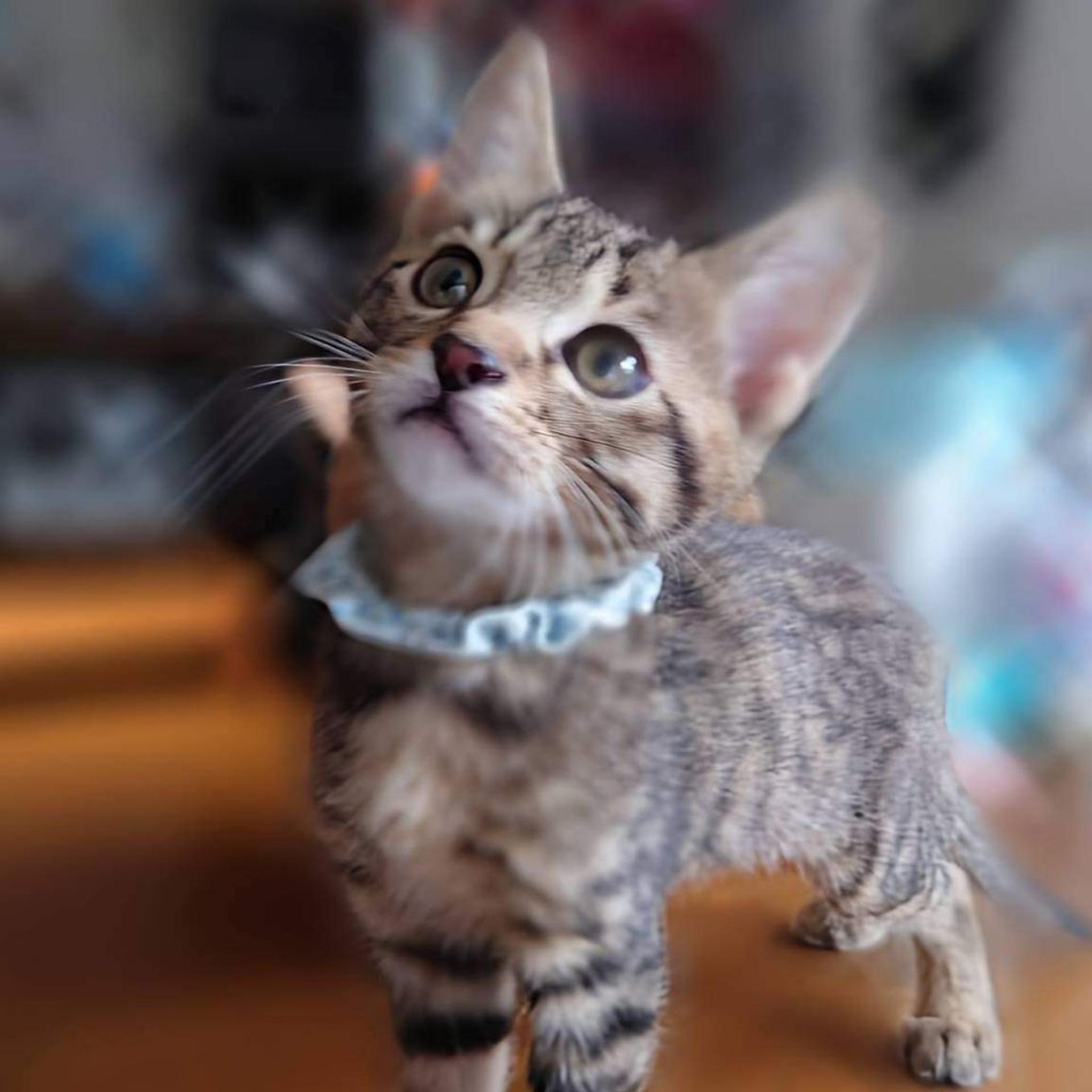 pet-image-6