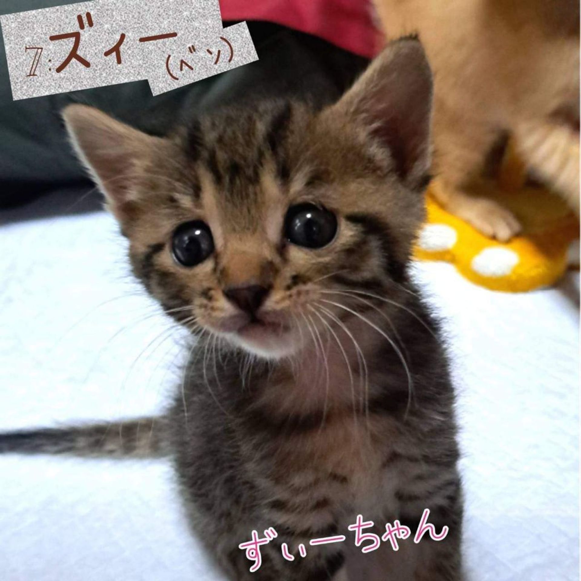thumbnail-9