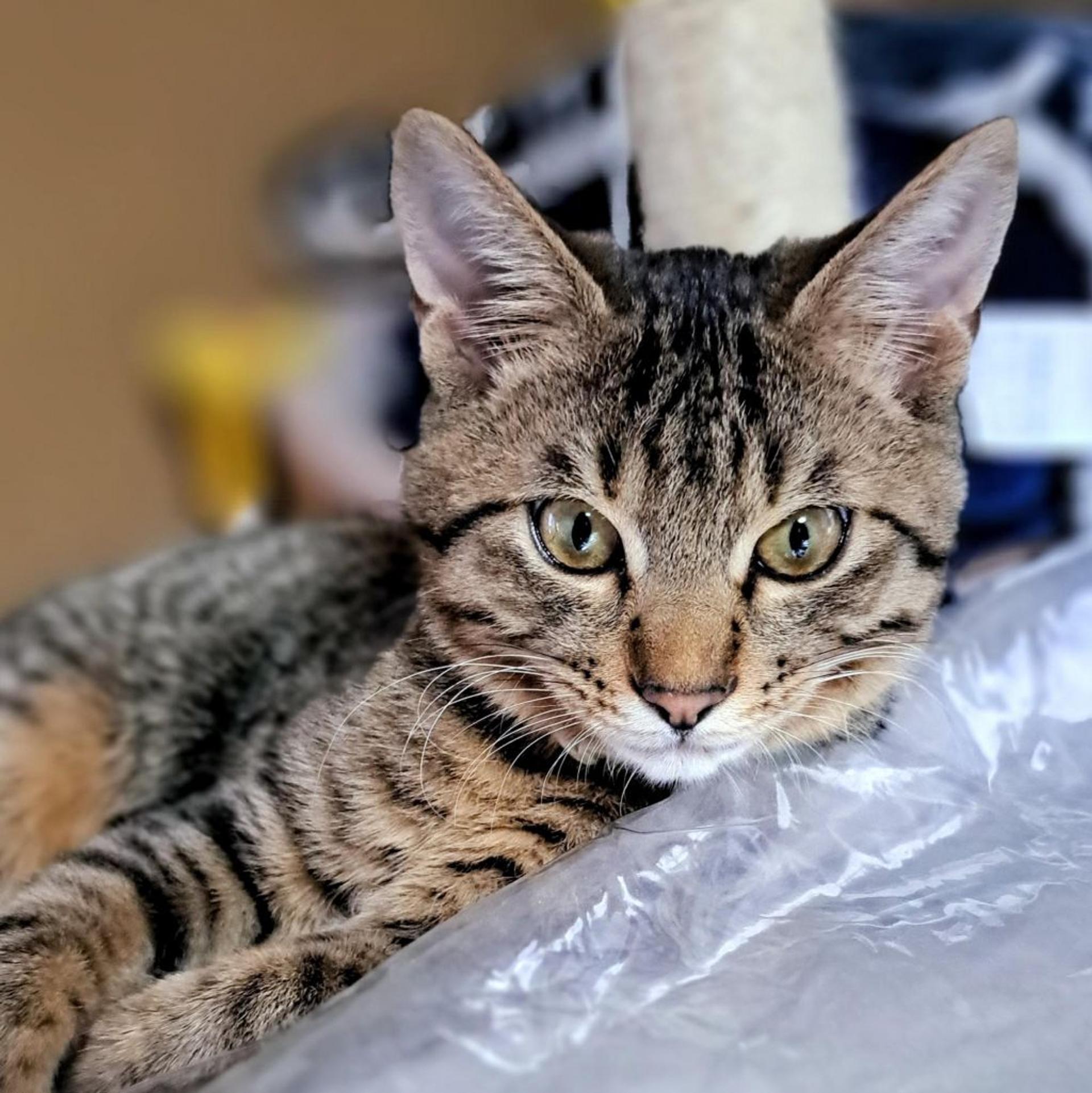 pet-image-7