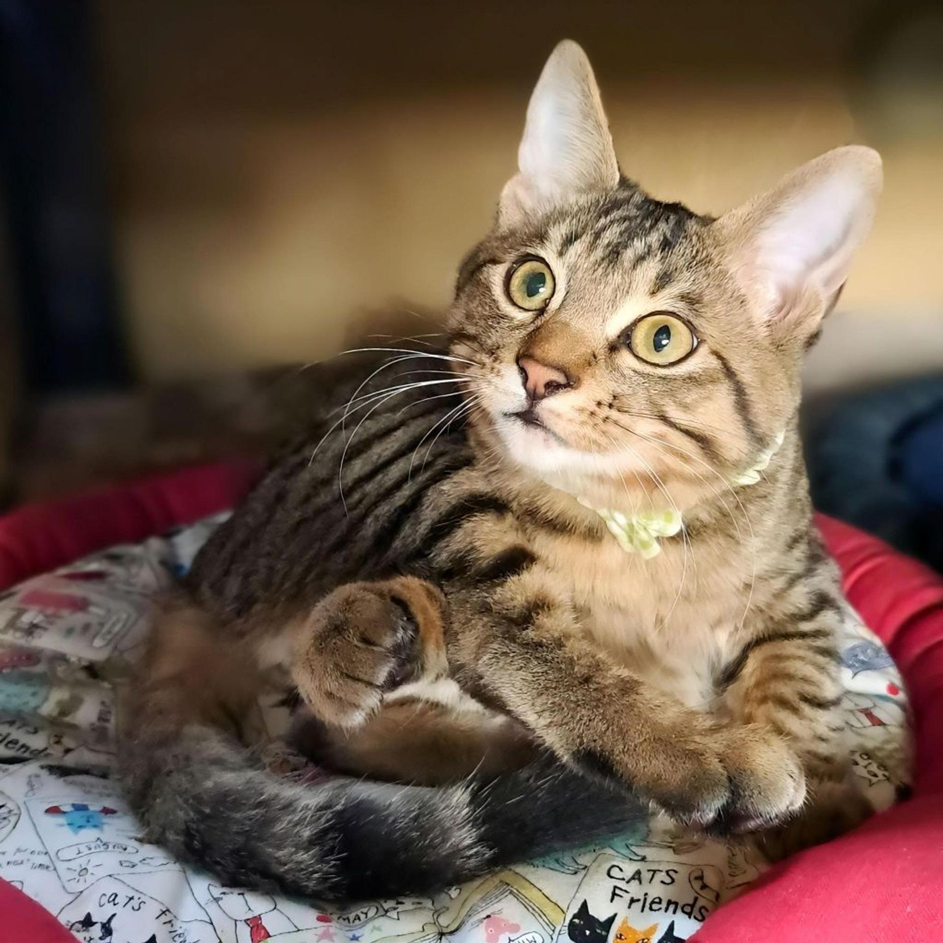 pet-image-4