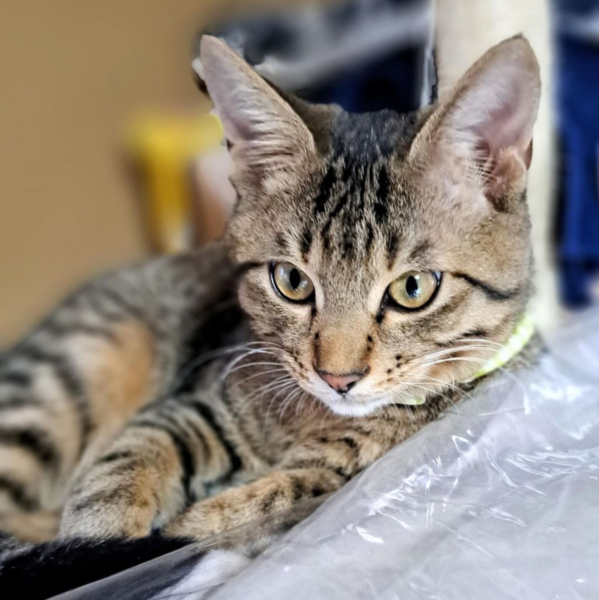 雑種（ミックス猫）・オスの里親募集の写真