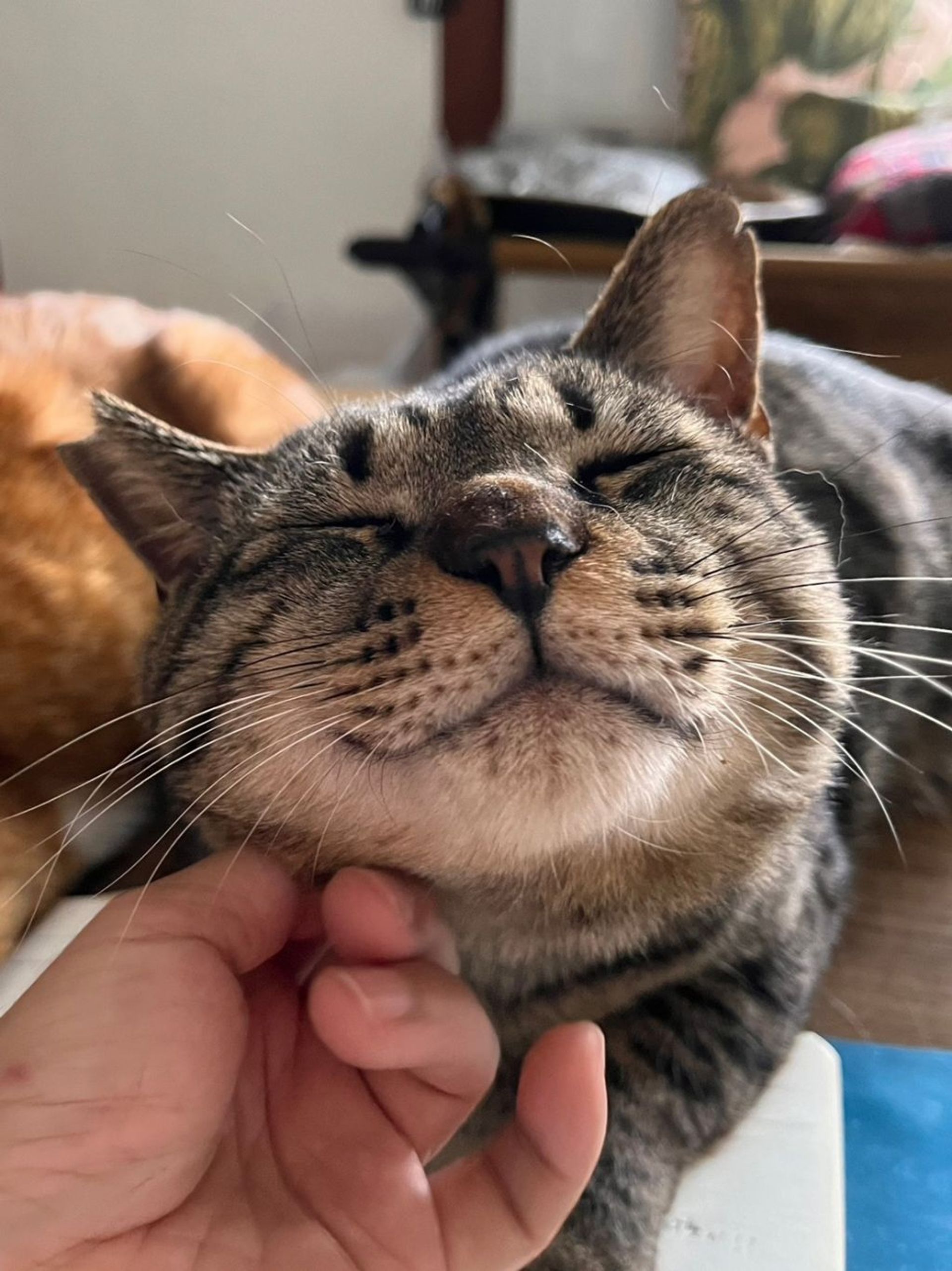 雑種（ミックス猫）・オスの里親募集の写真