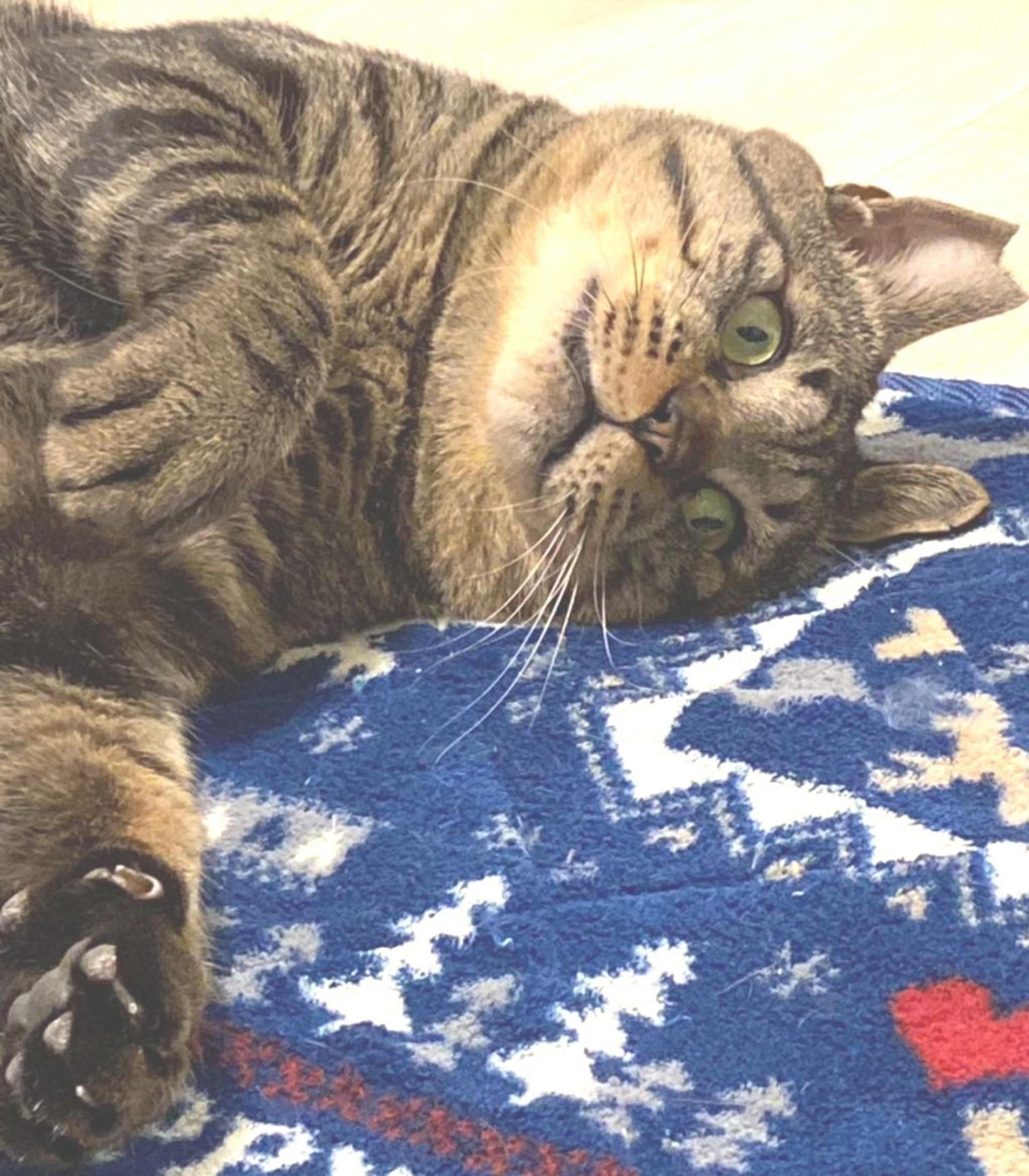 pet-image-7
