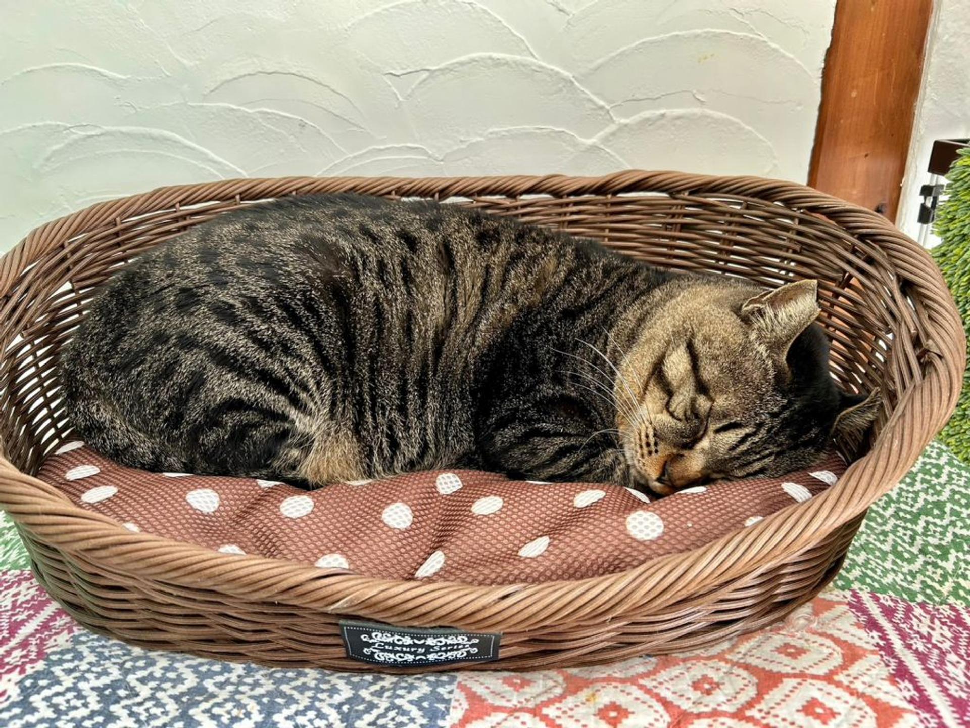 pet-image-8