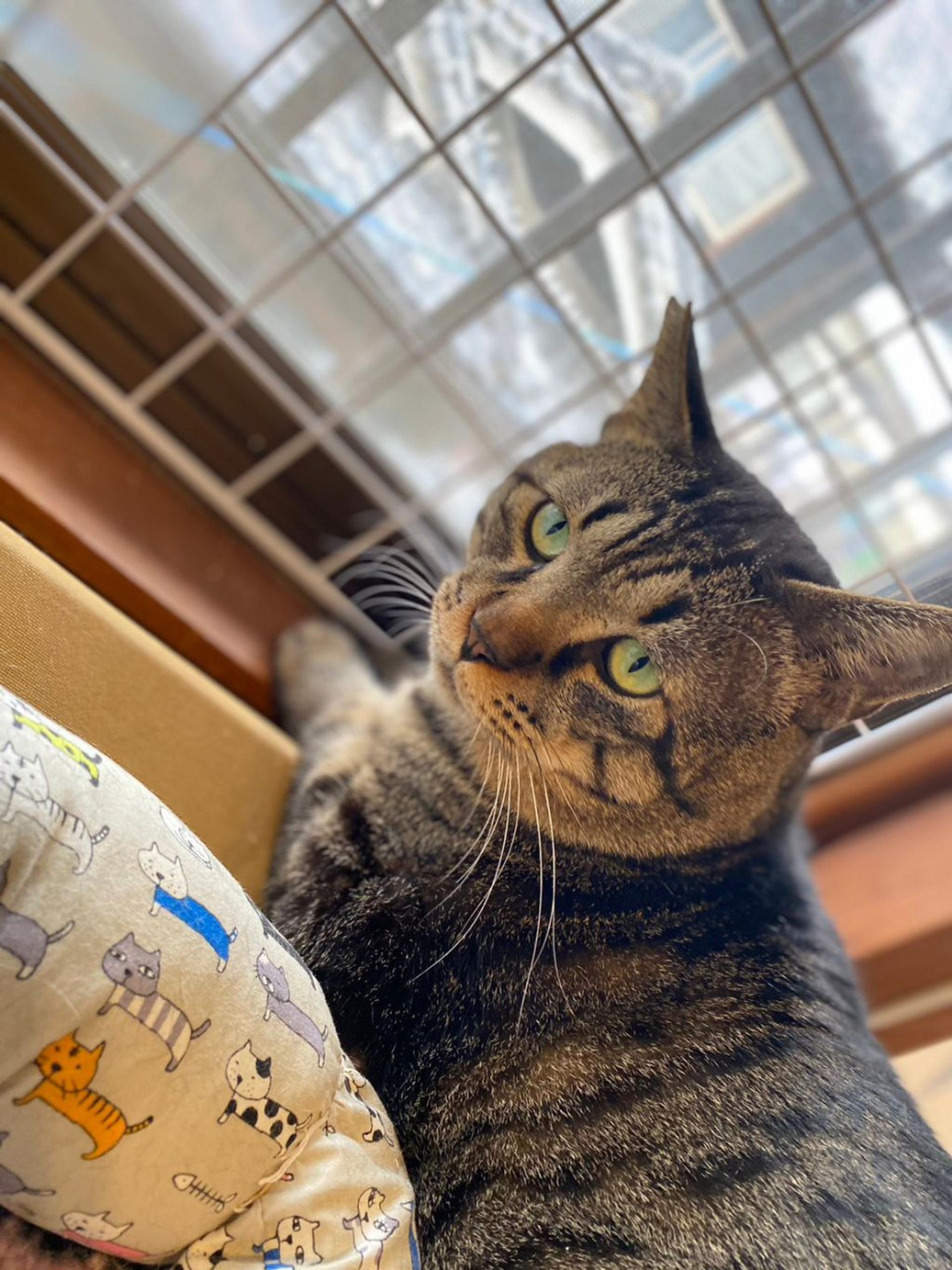 pet-image-9
