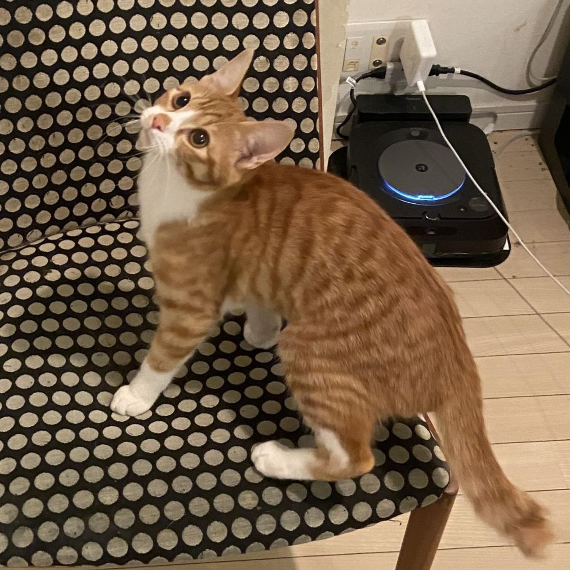 pet-image-6