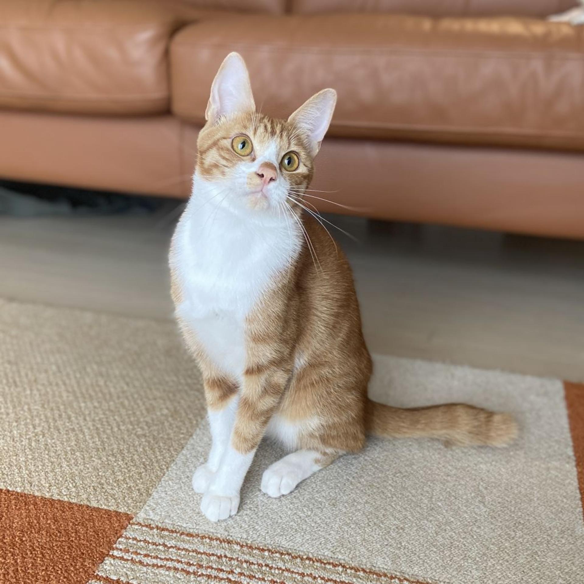 pet-image-3