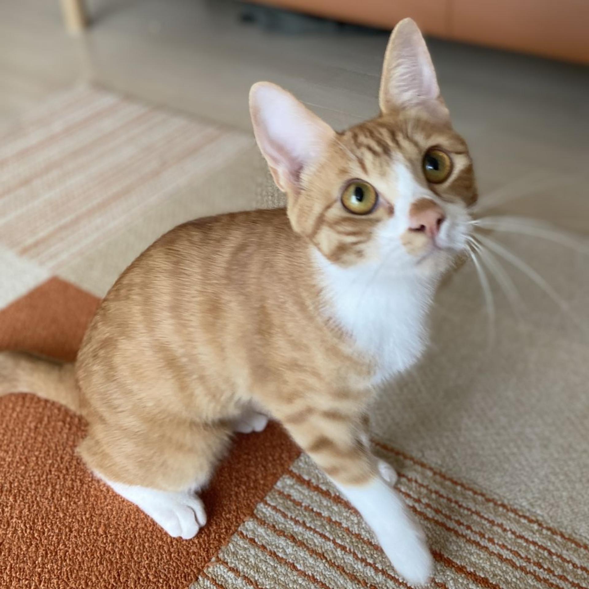 pet-image-5