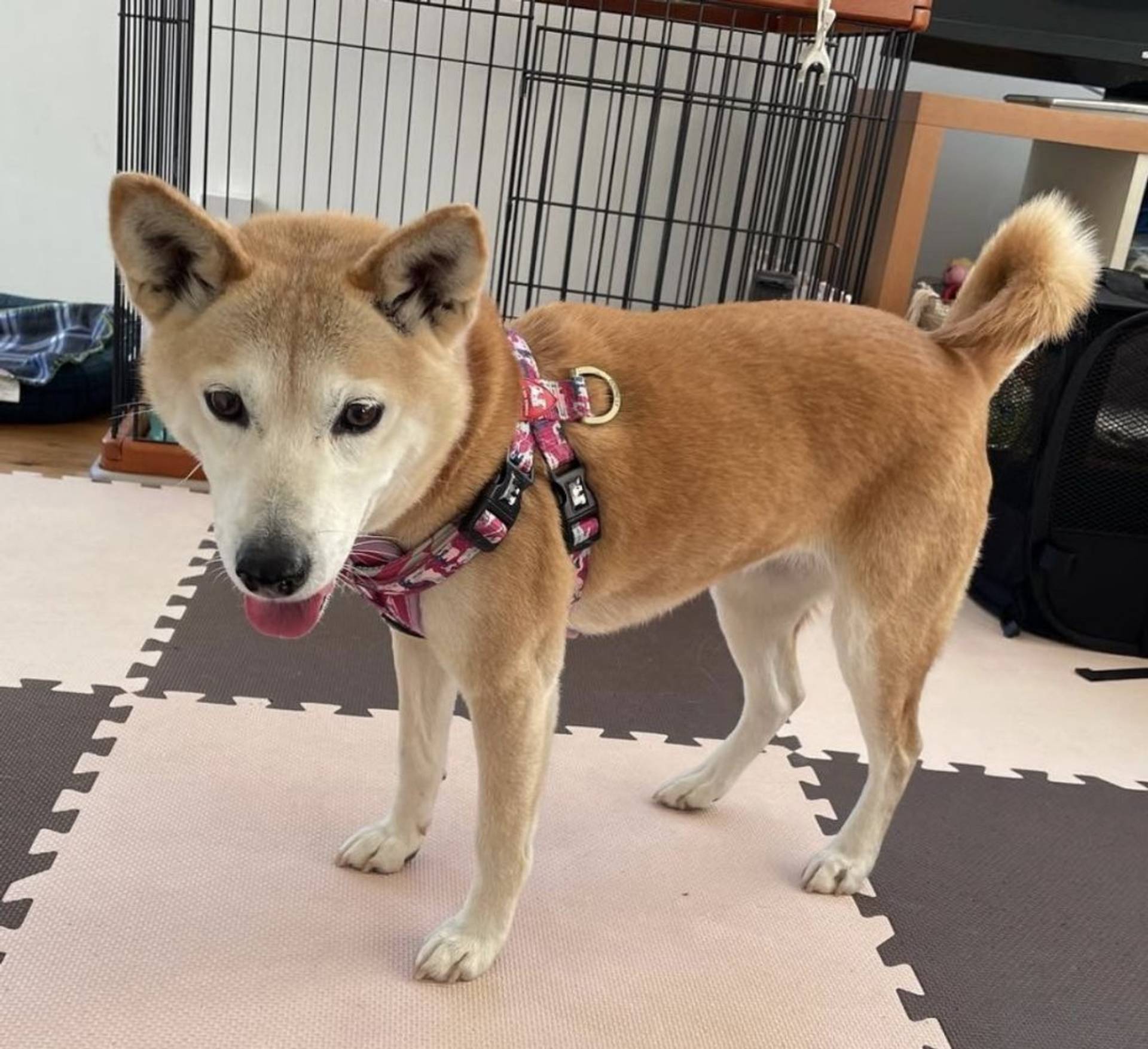 柴犬・メスの里親募集の写真