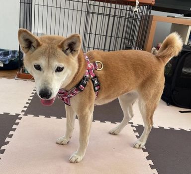 柴犬すもも