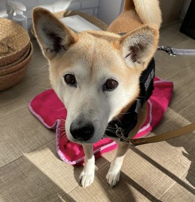 柴犬・メスの里親募集の写真