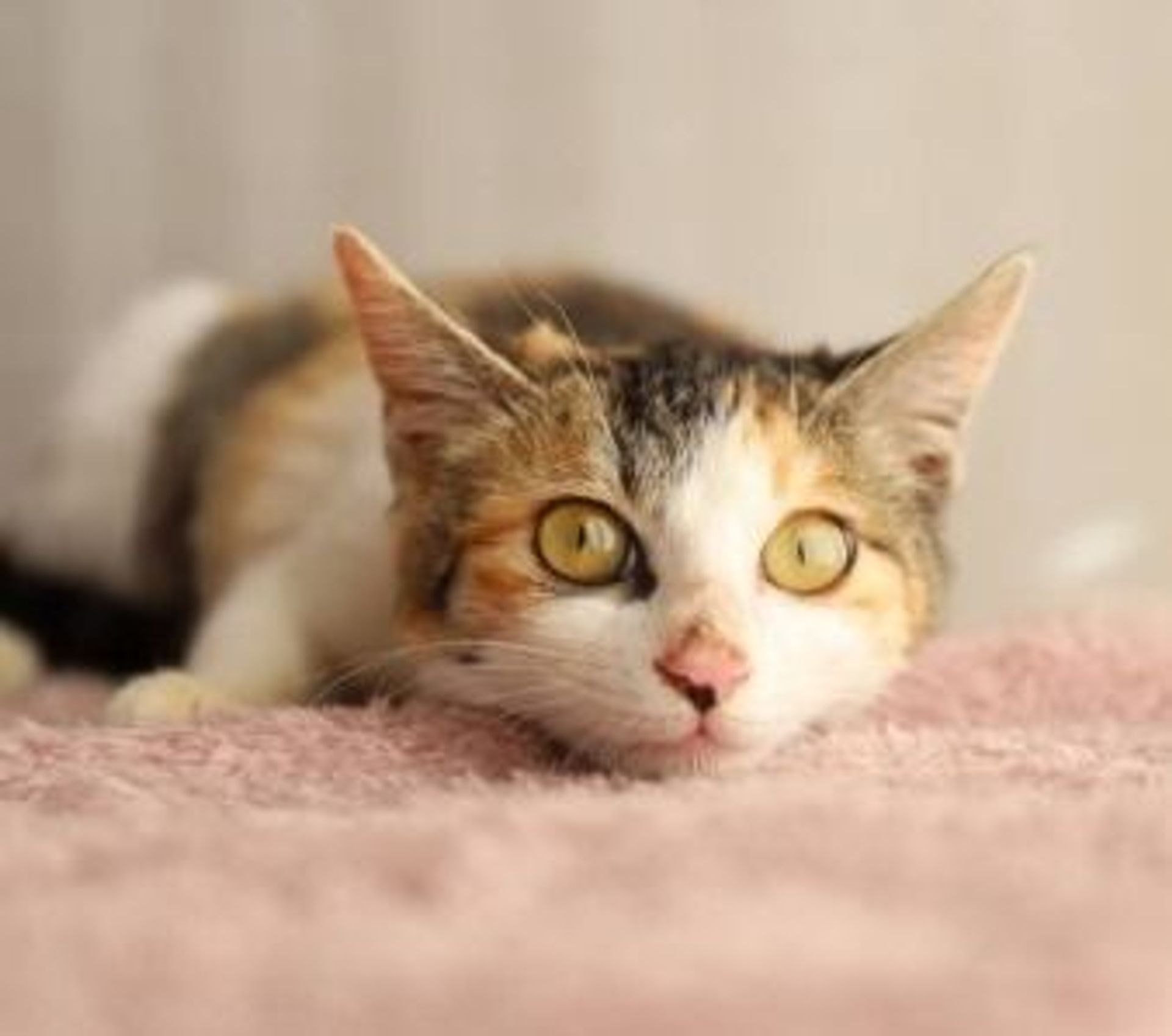 雑種（ミックス猫）・メスの里親募集の写真