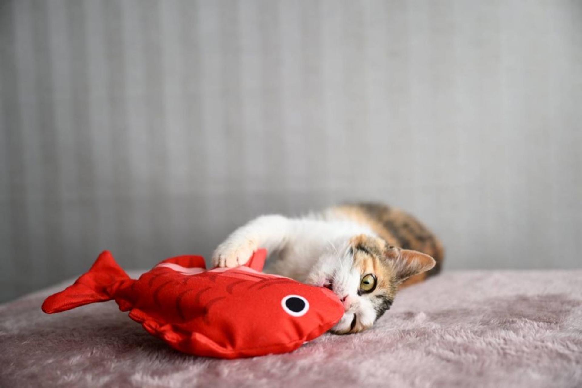pet-image-4